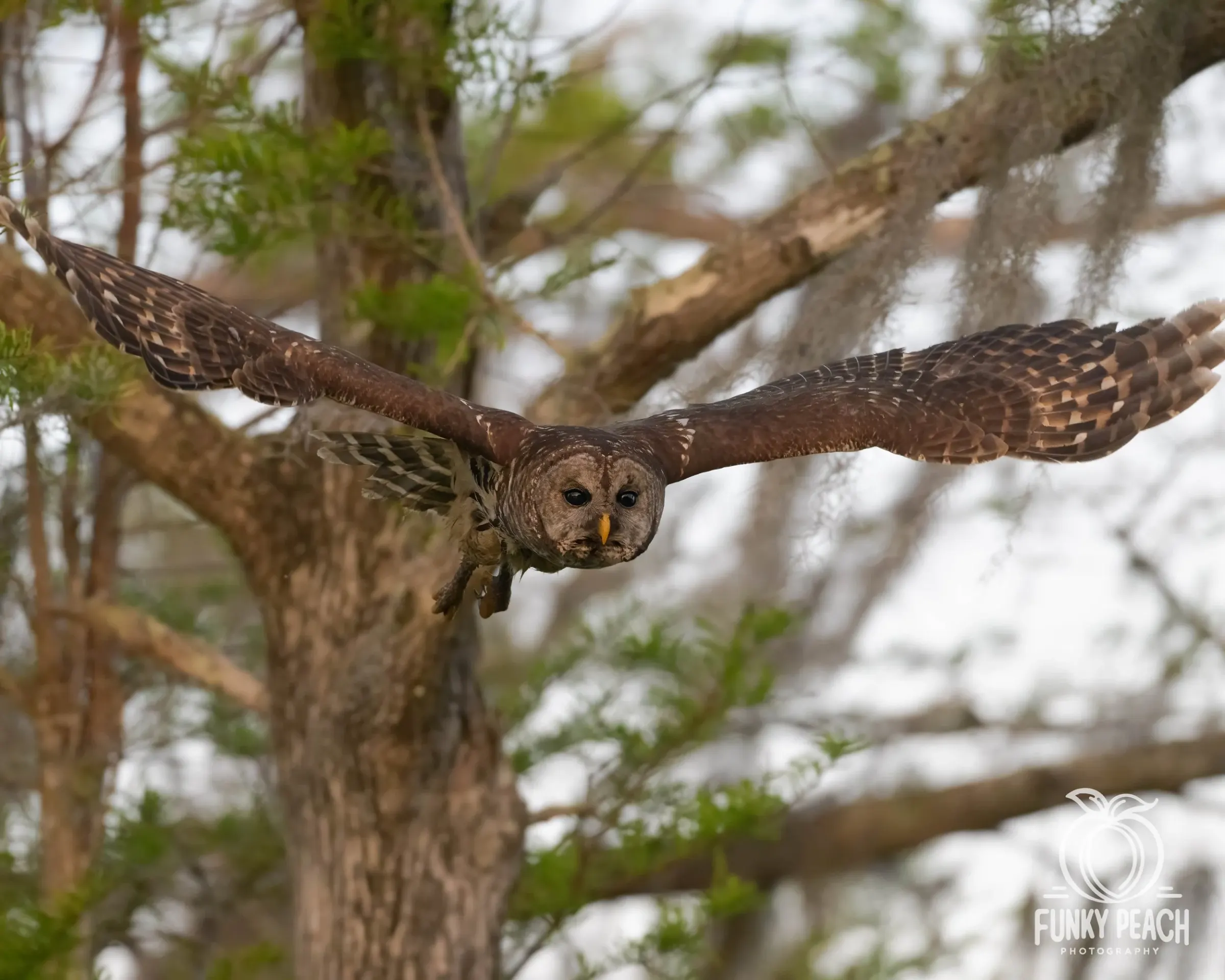Owls — photograph 30