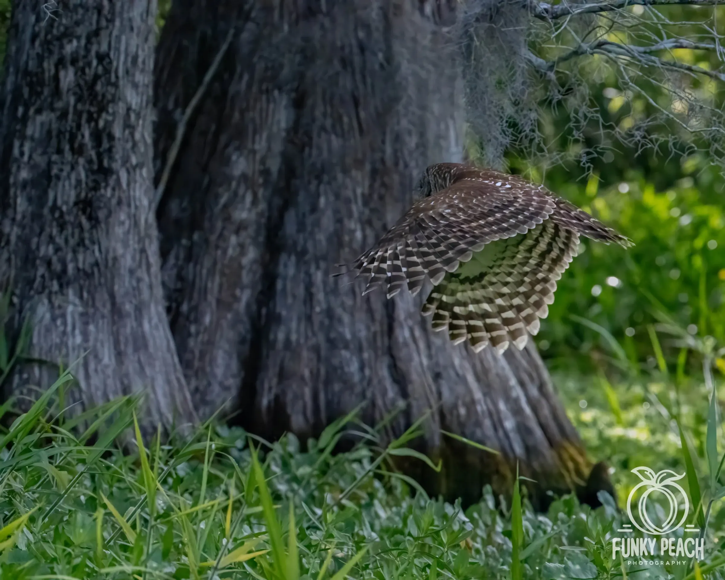 Owls — photograph 37