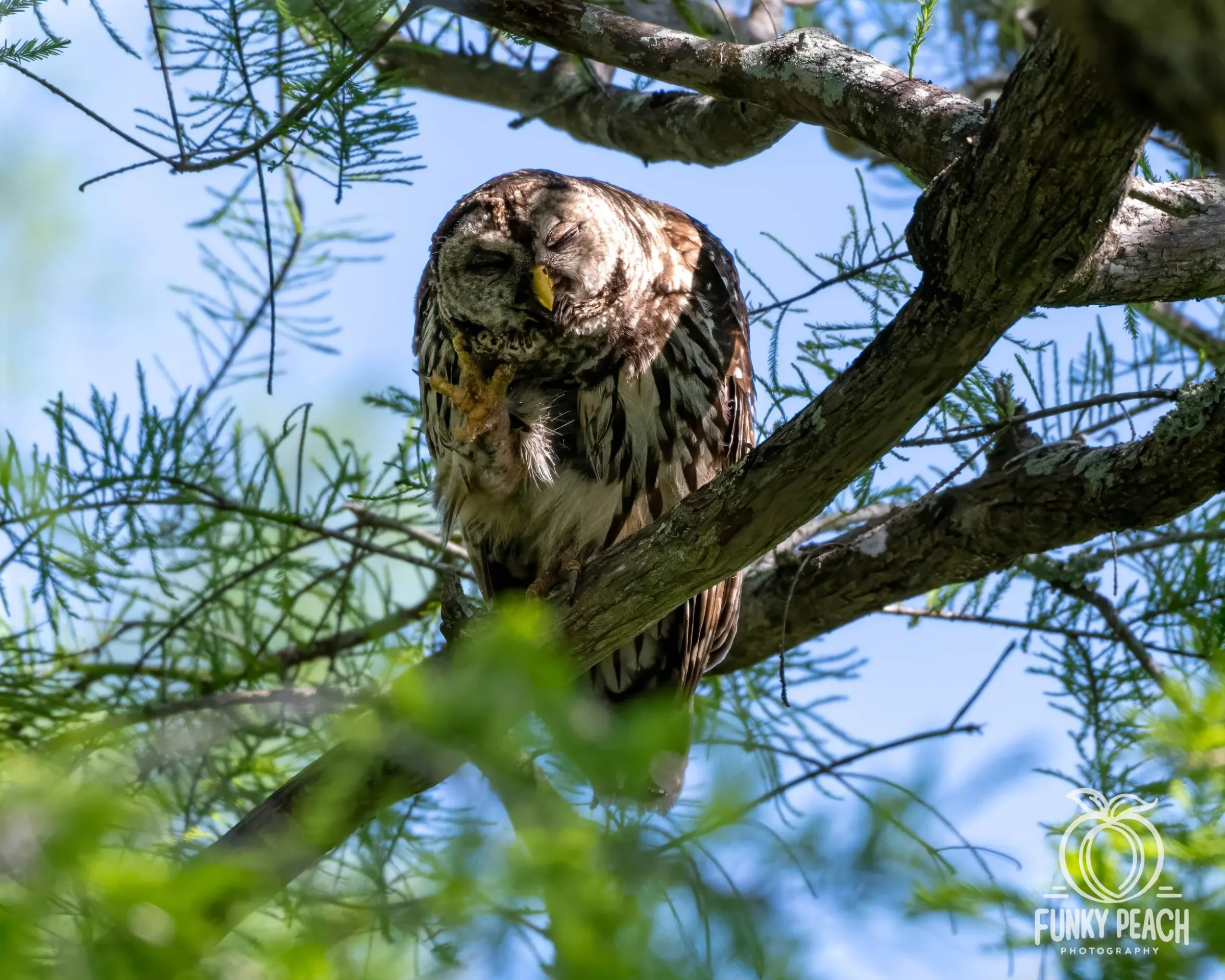Owls — photograph 22