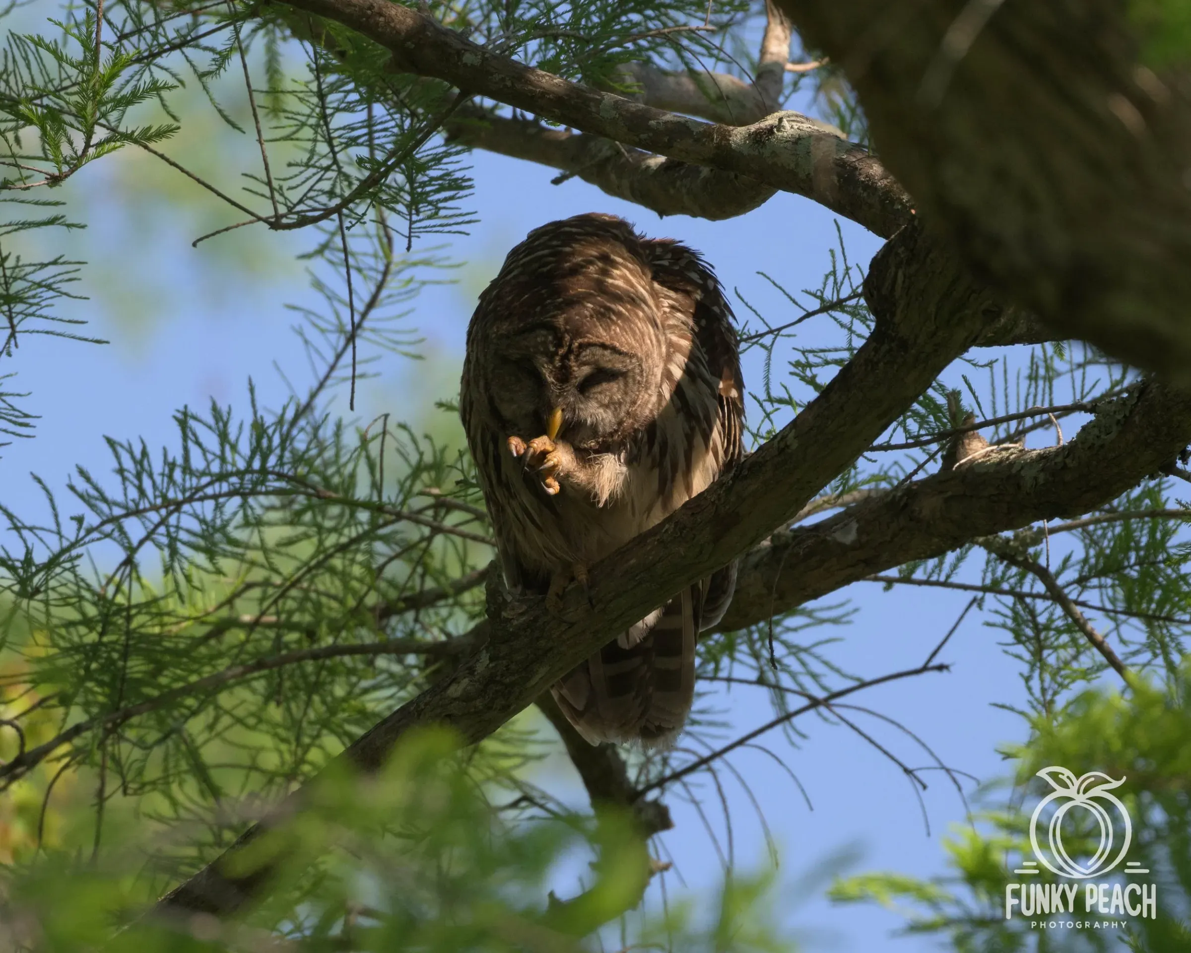 Owls — photograph 19