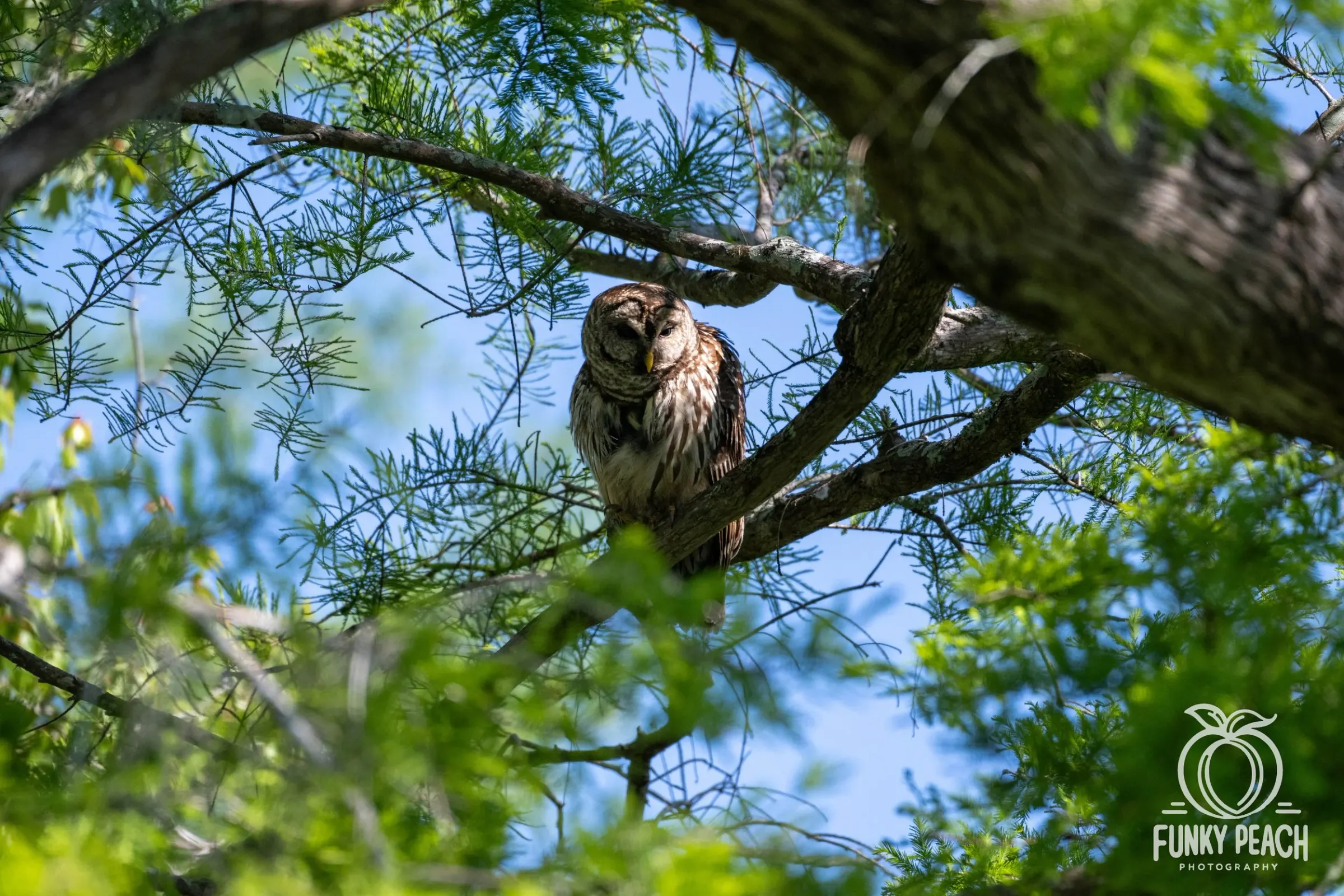 Owls — photograph 14