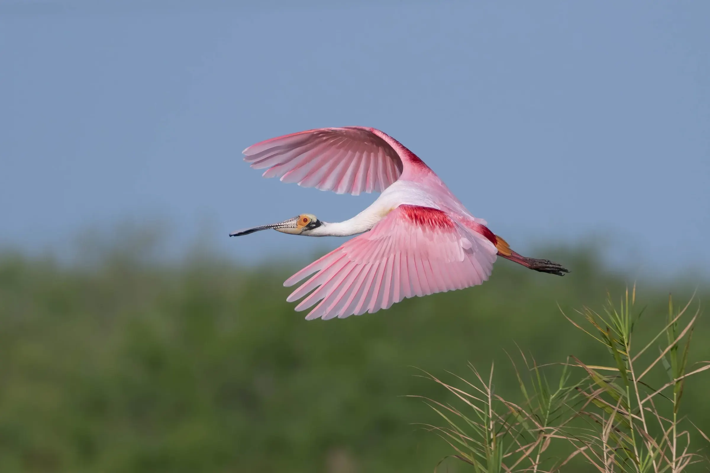 Roseate Spoonbills — photograph 32