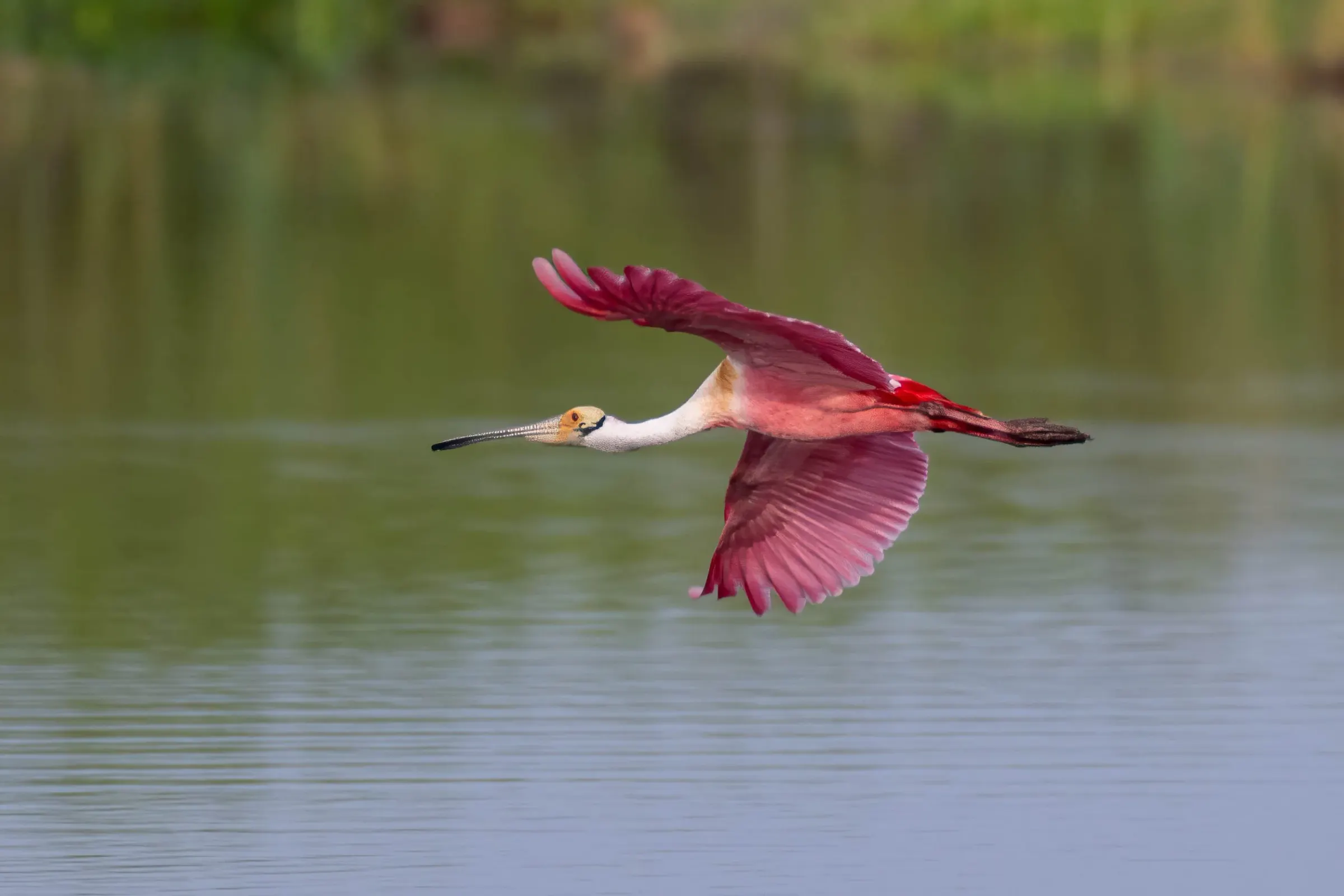 Roseate Spoonbills — photograph 12