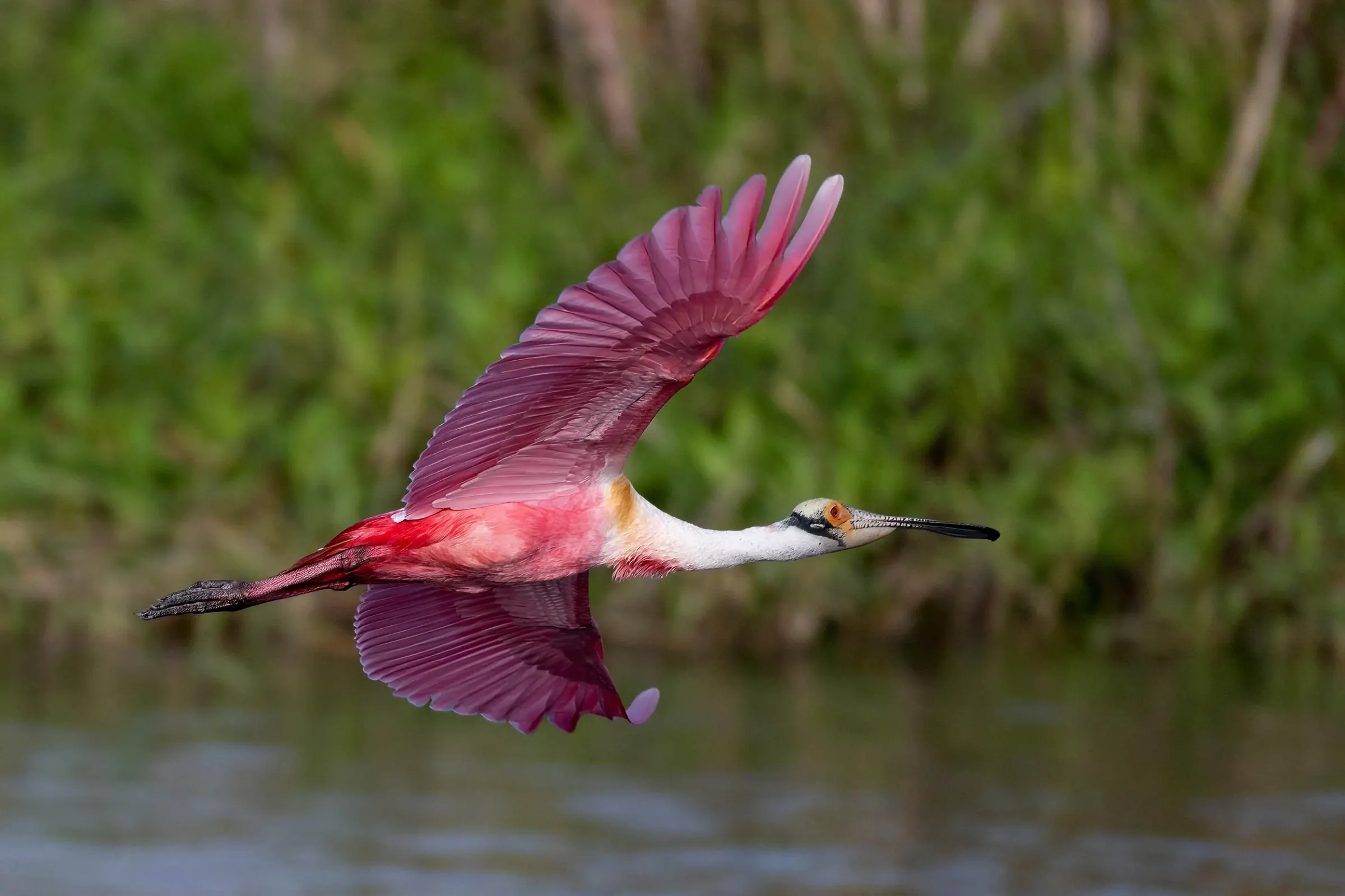 Roseate Spoonbills — photograph 31