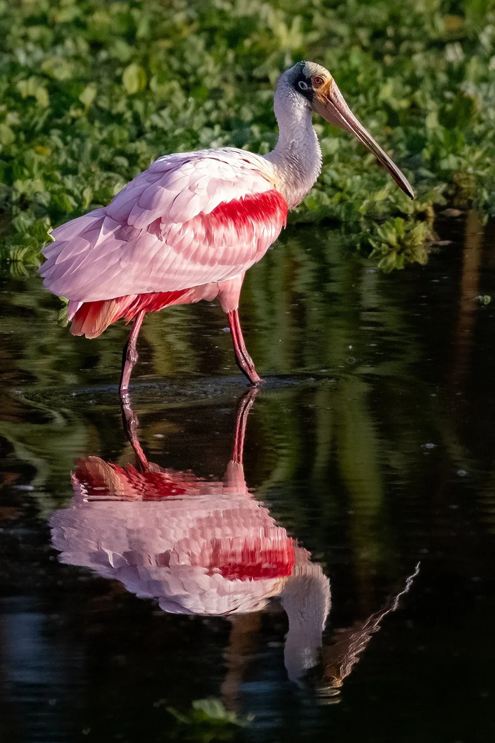 Roseate Spoonbills — photograph 23