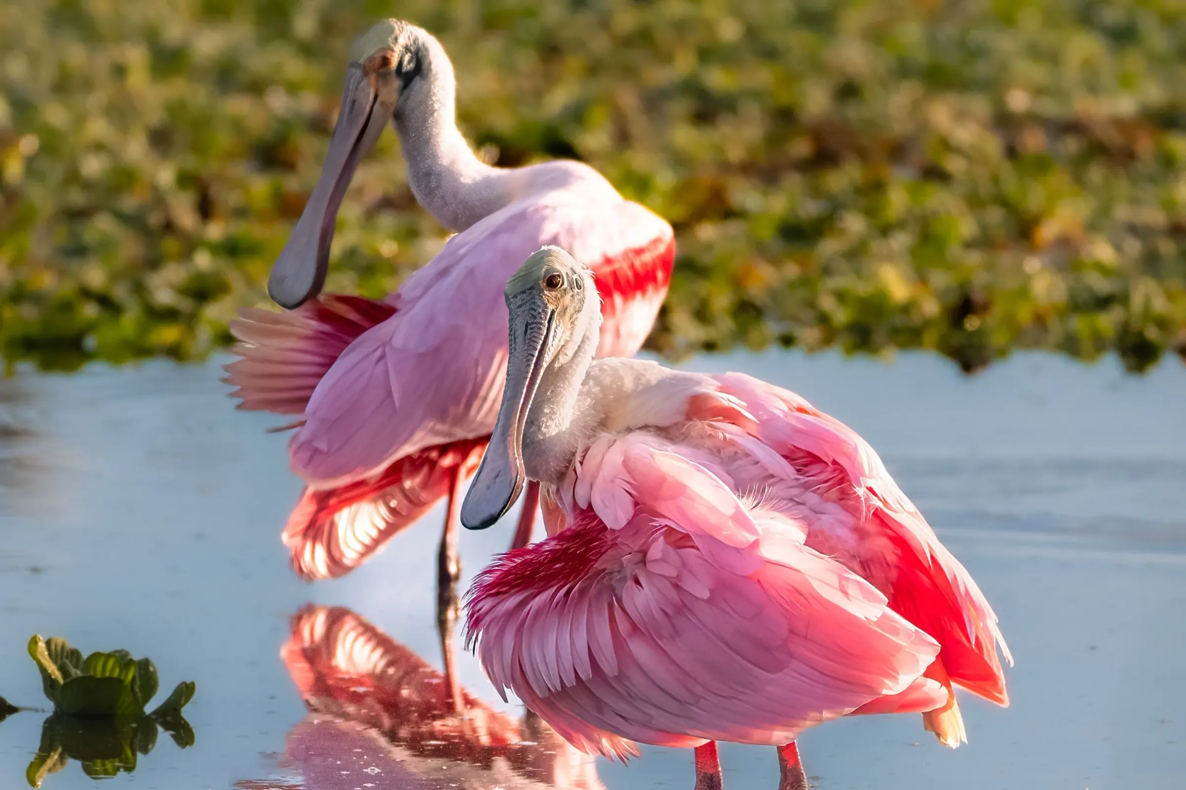 Roseate Spoonbills — photograph 16