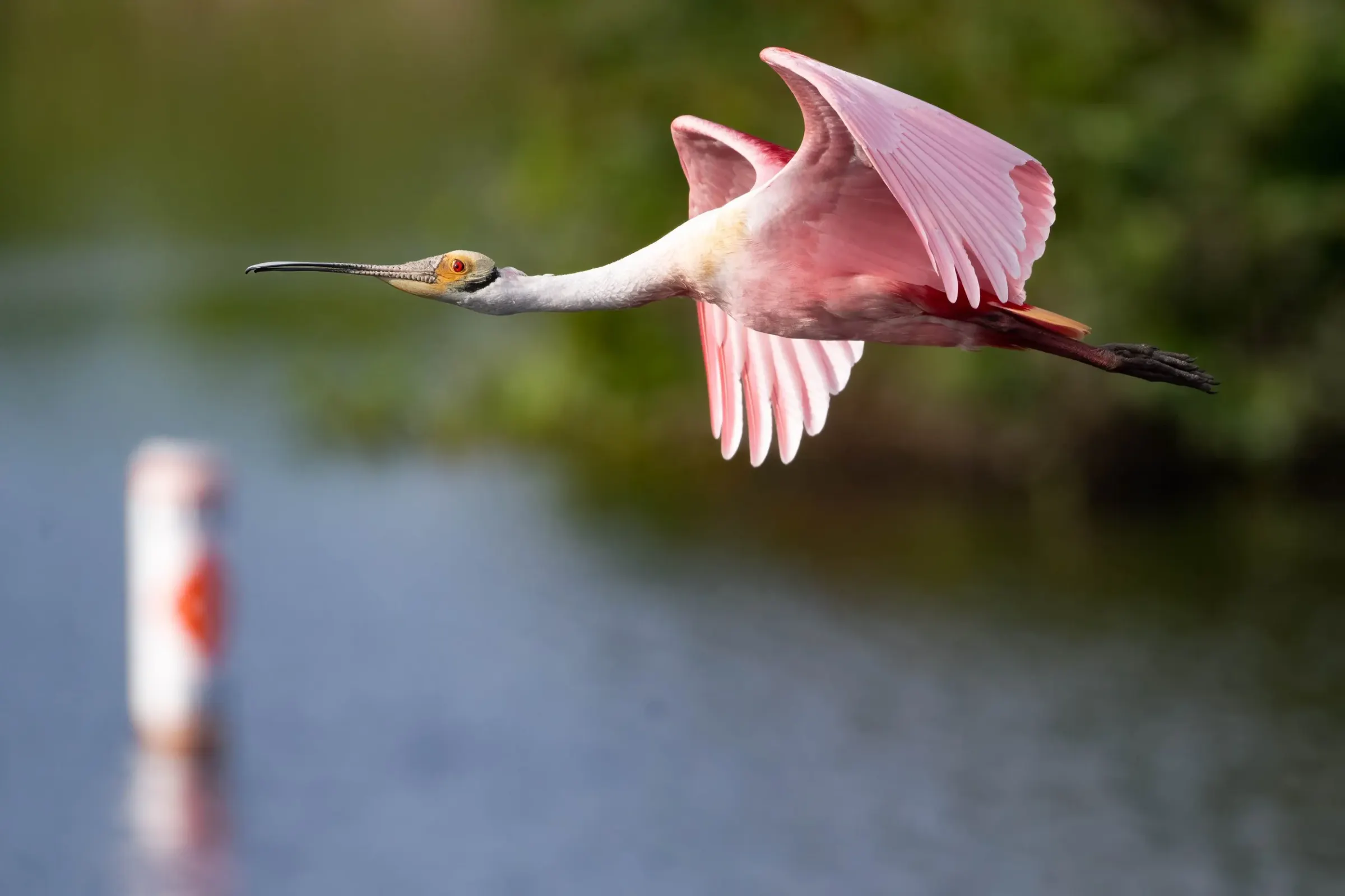 Roseate Spoonbills — photograph 3