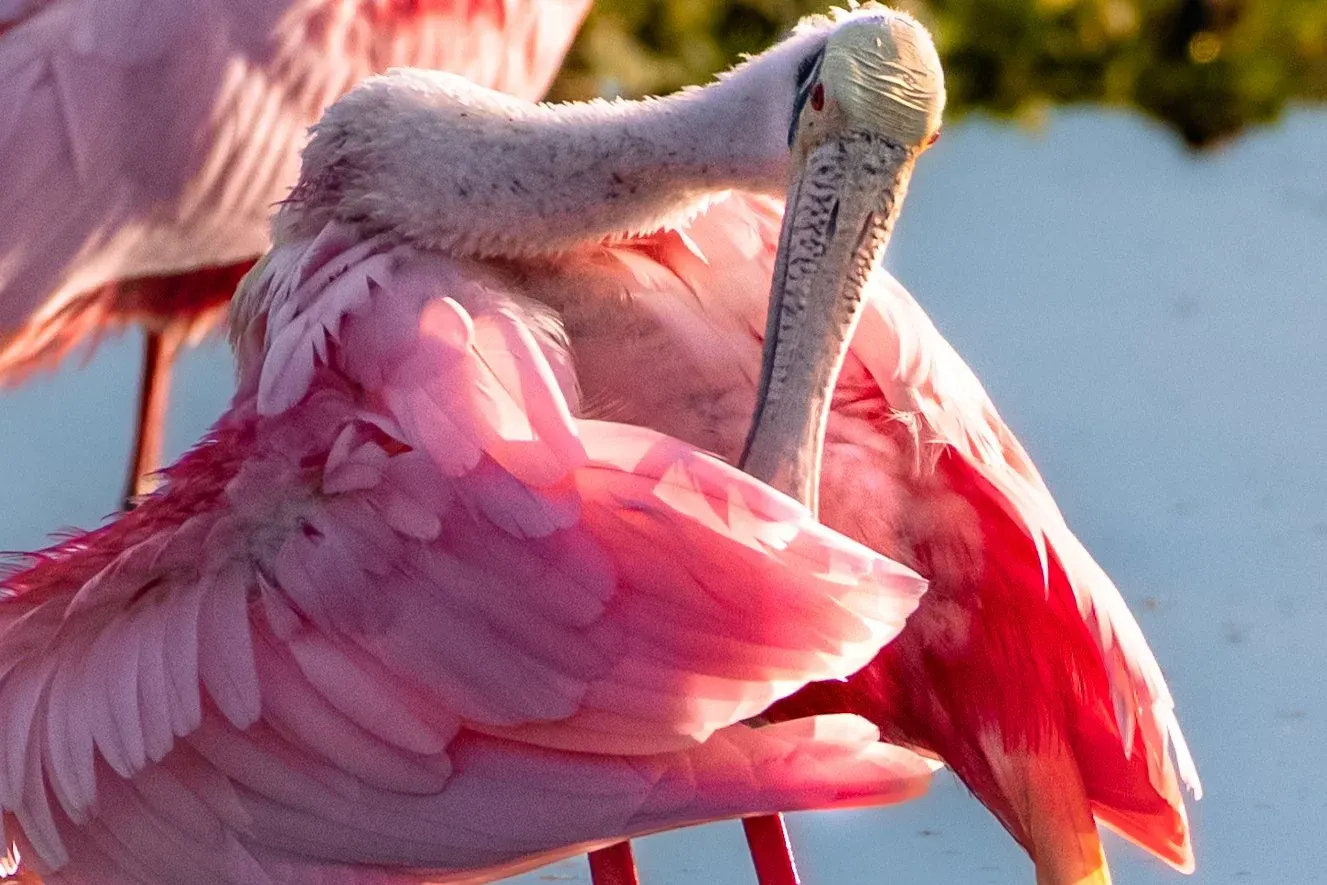 Roseate Spoonbills — photograph 19