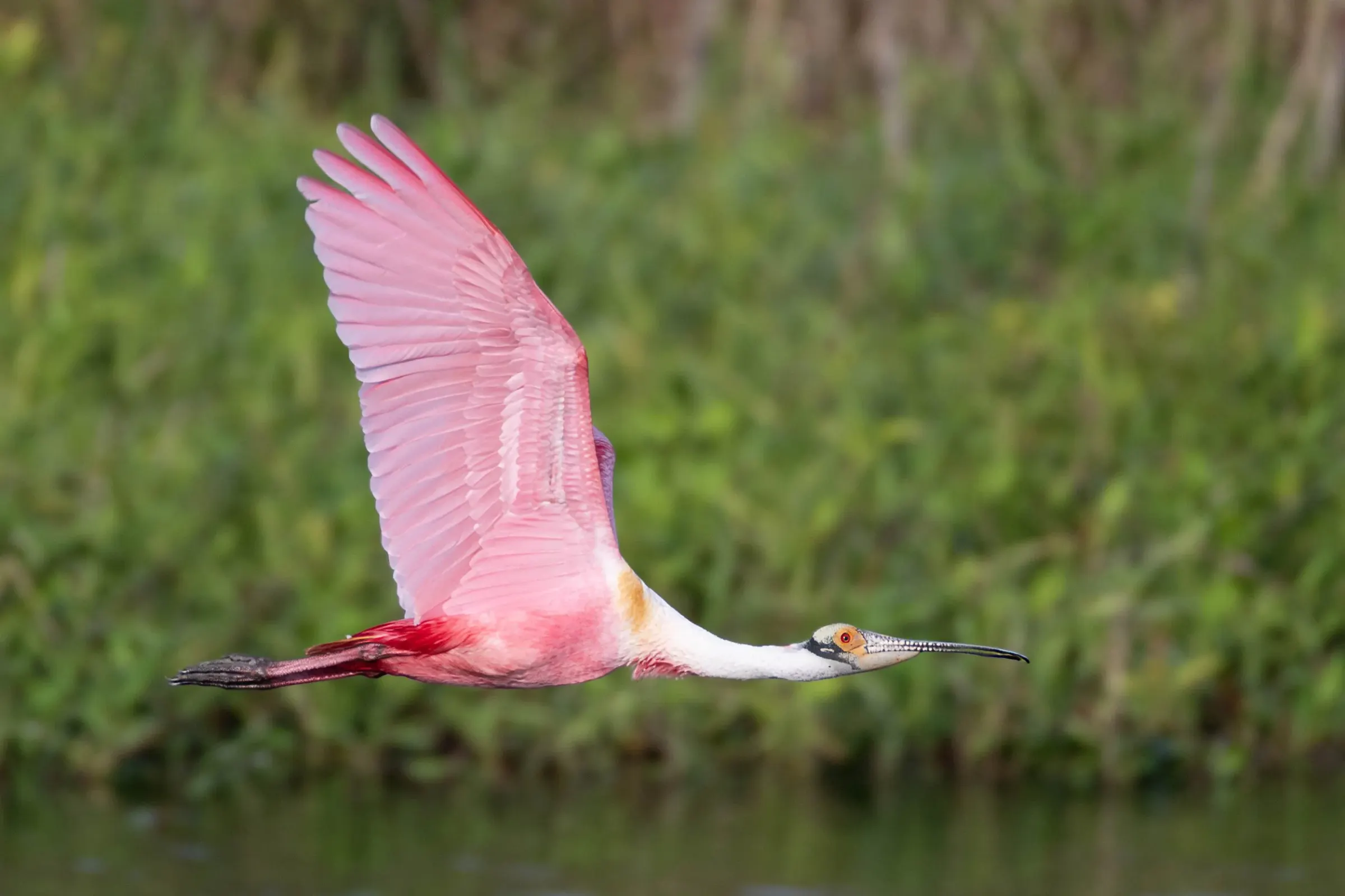 Roseate Spoonbills — photograph 29