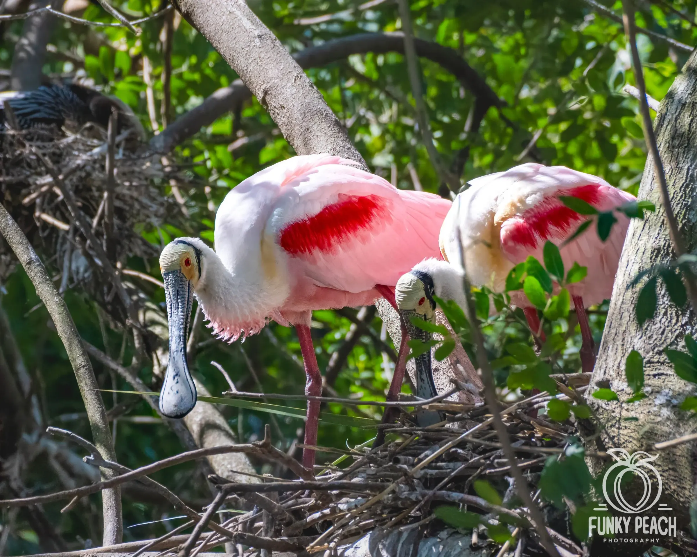 Roseate Spoonbills — photograph 52
