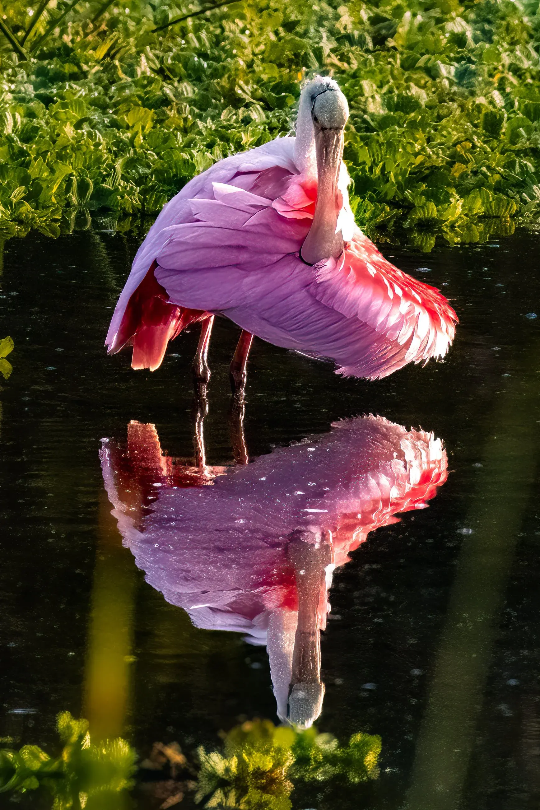 Roseate Spoonbills — photograph 25