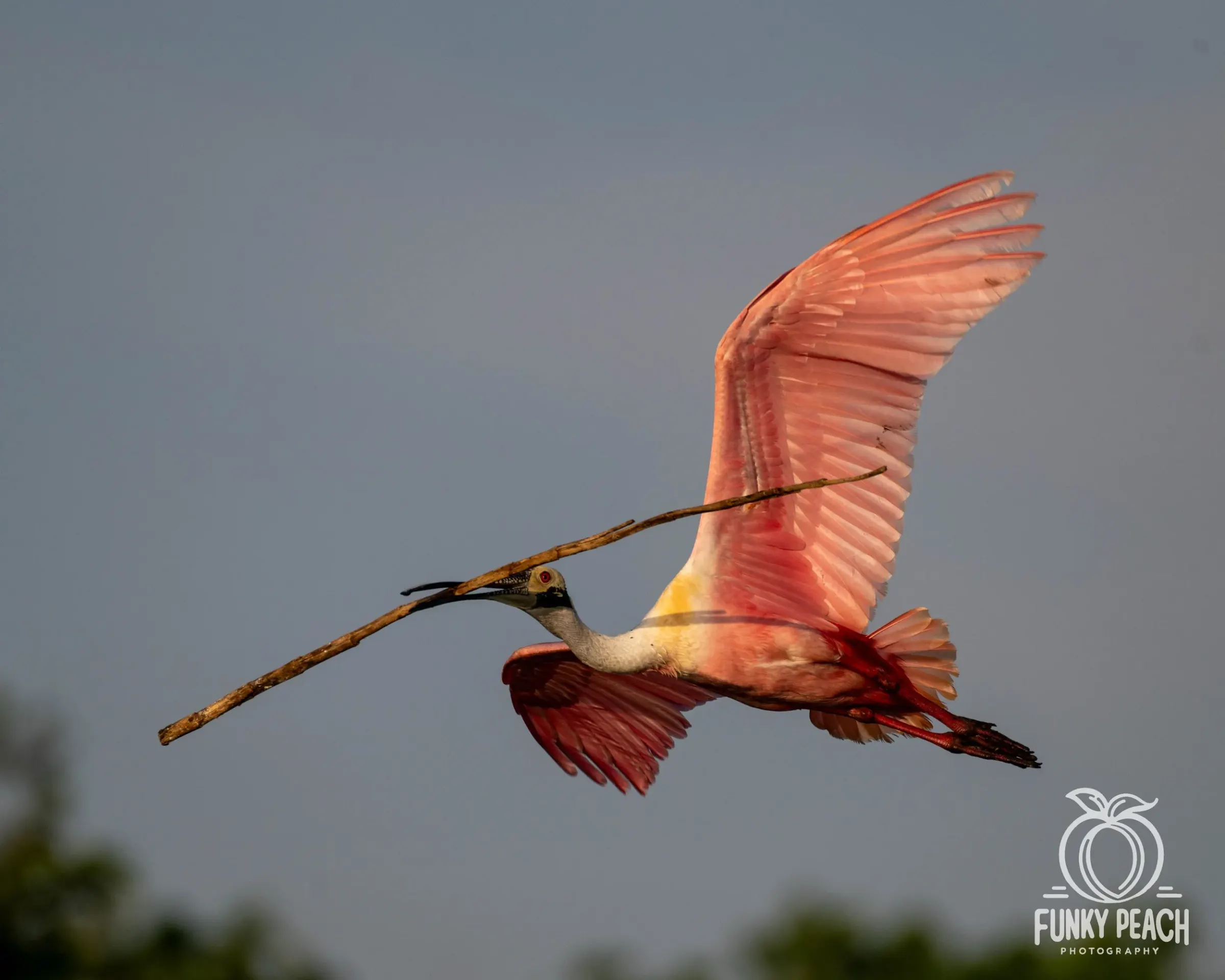 Roseate Spoonbills — photograph 43
