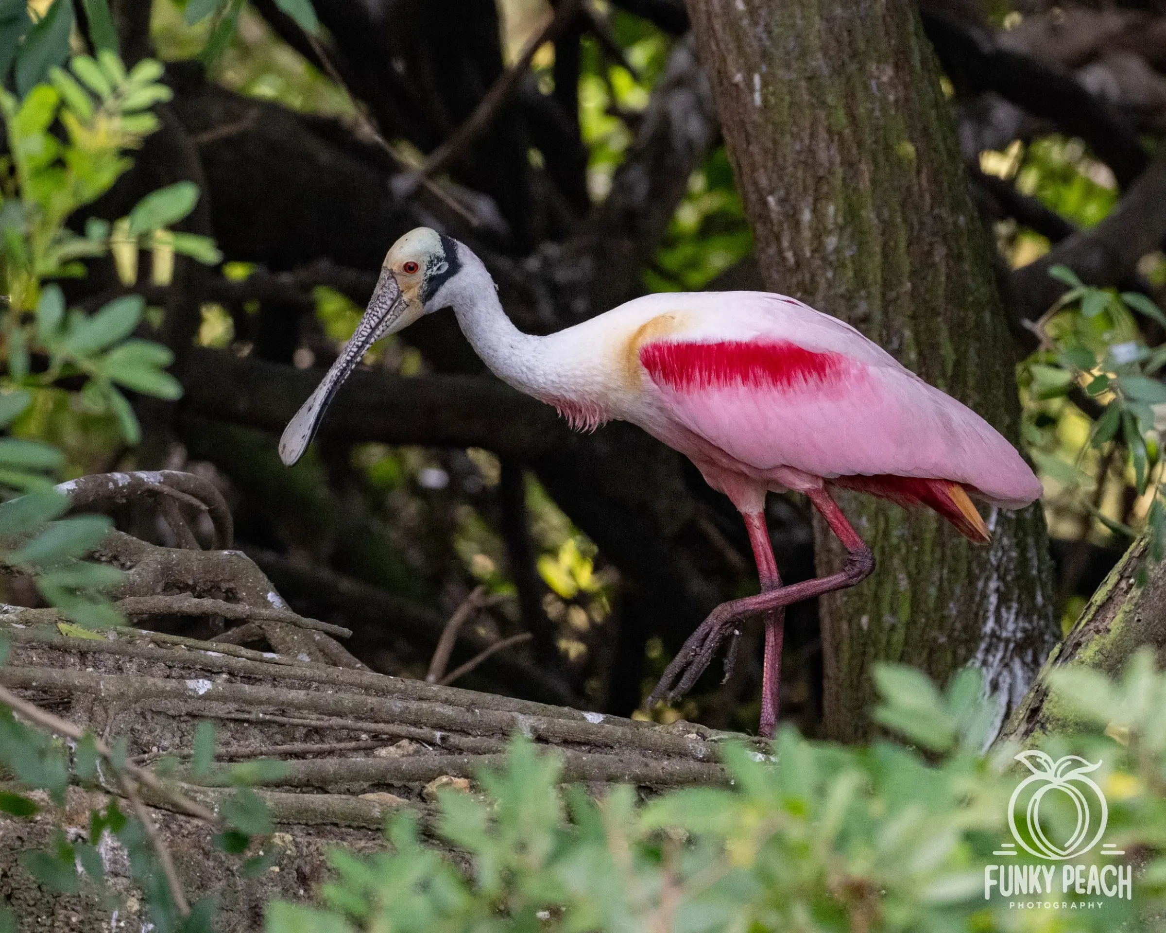 Roseate Spoonbills — photograph 46