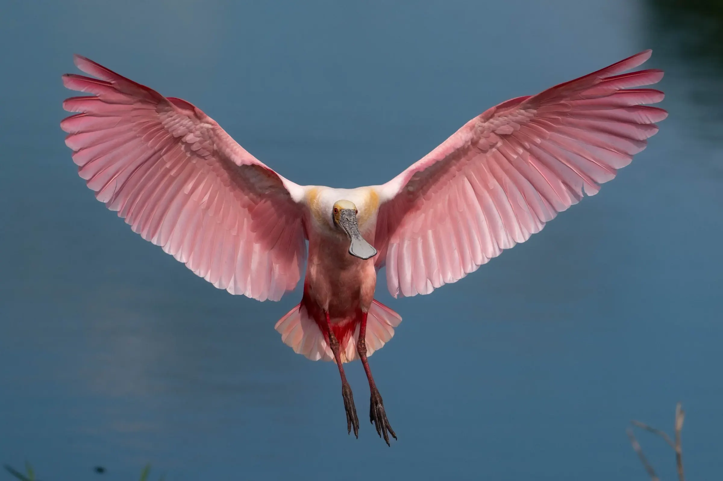 Roseate Spoonbills — photograph 8