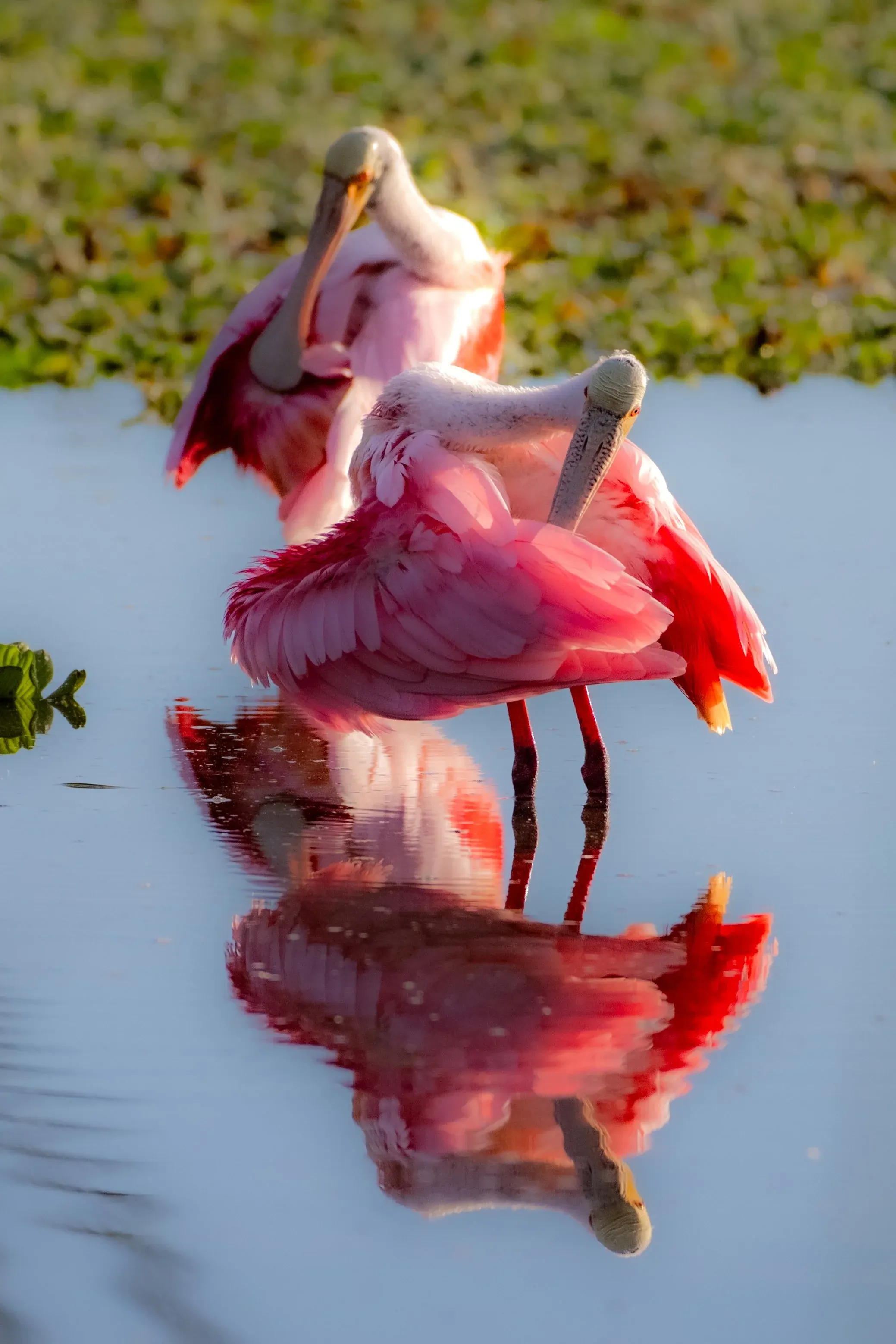Roseate Spoonbills — photograph 24