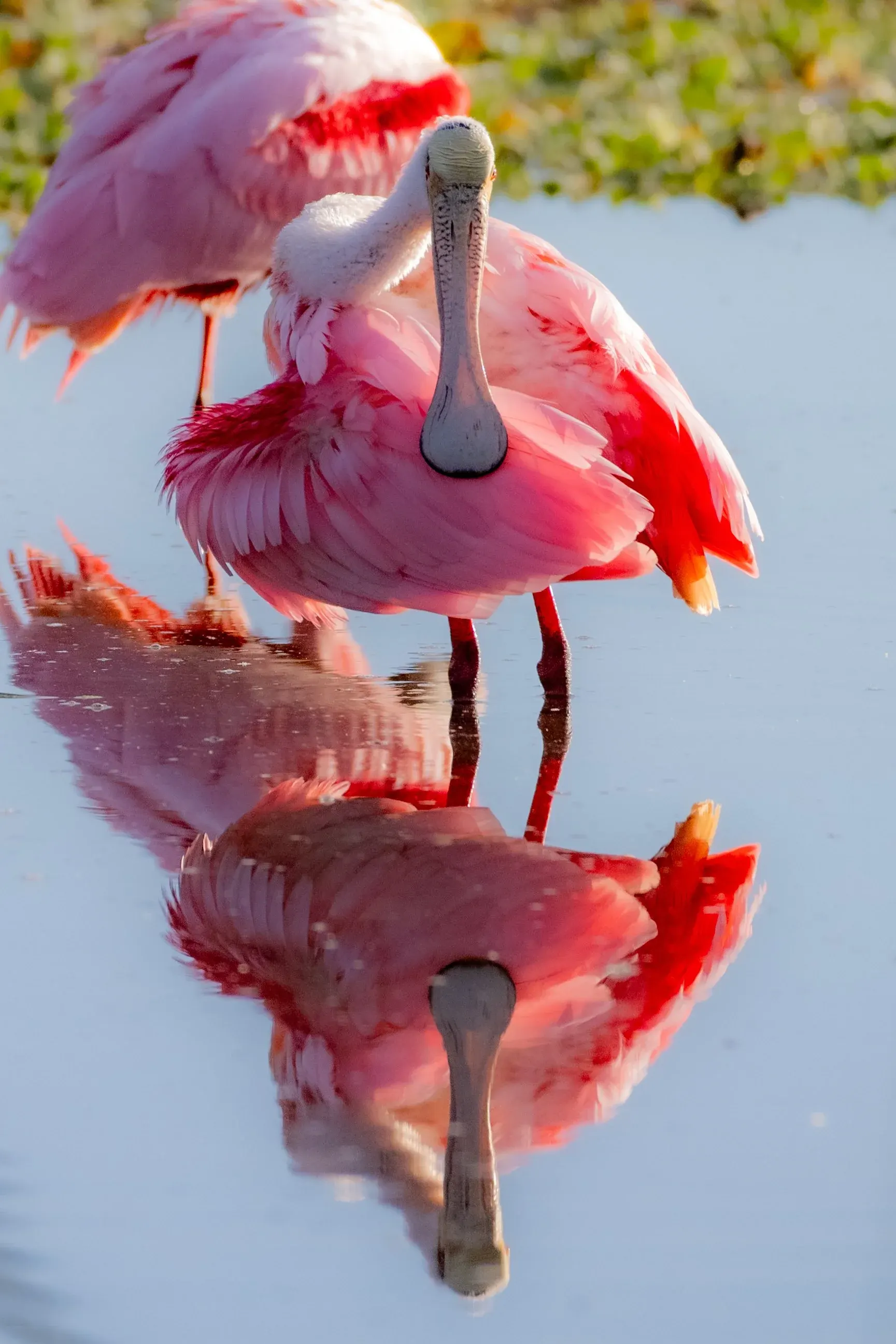 Roseate Spoonbills — photograph 20