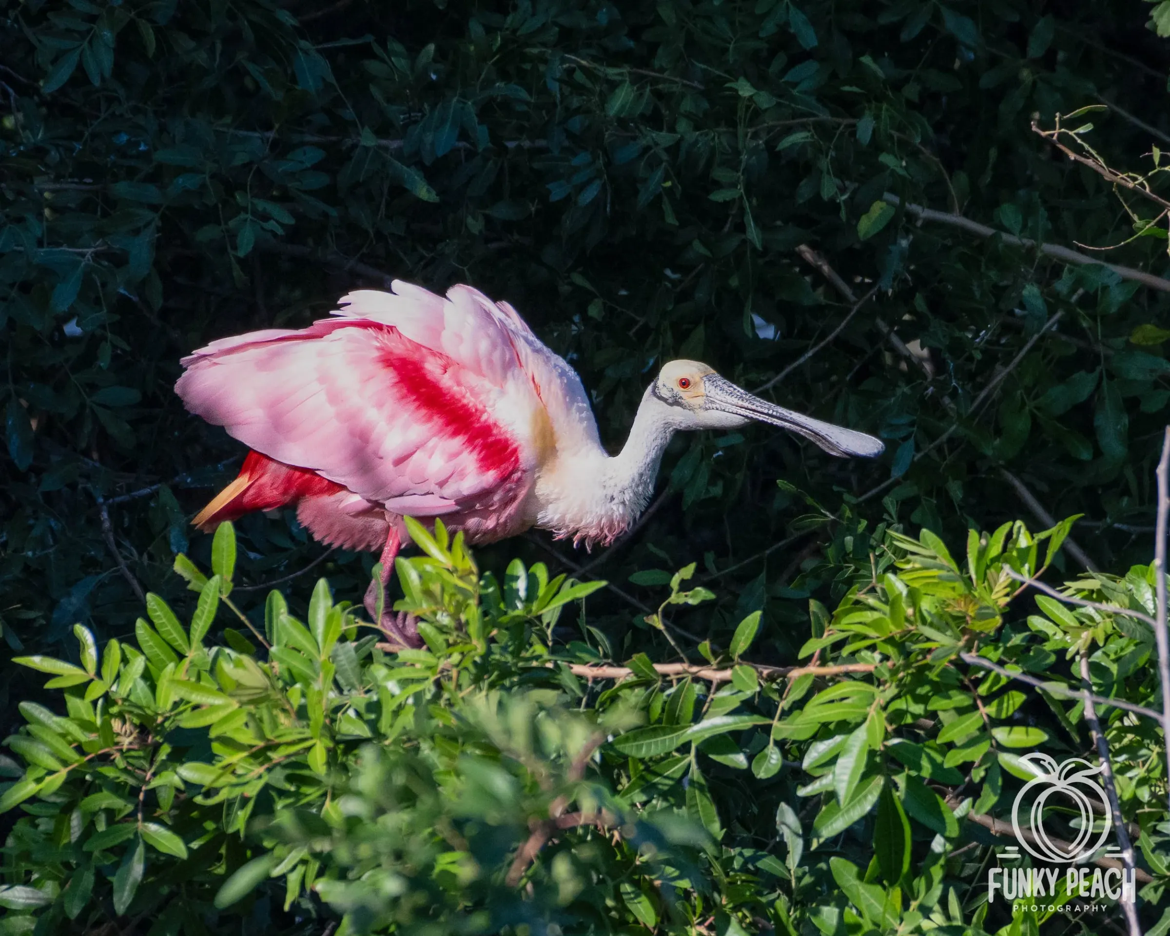 Roseate Spoonbills — photograph 48