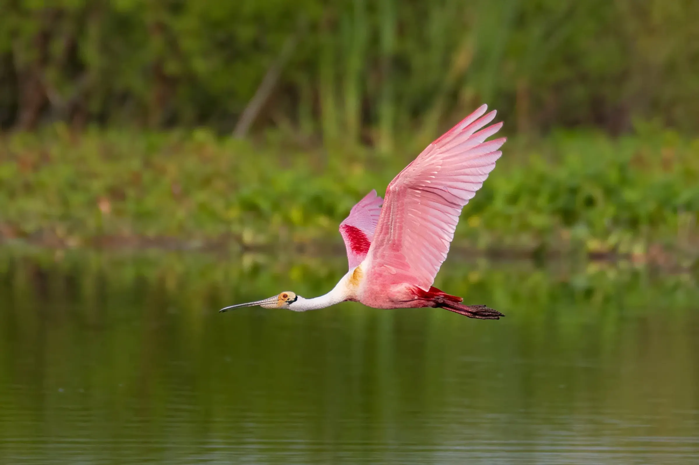 Roseate Spoonbills — photograph 11