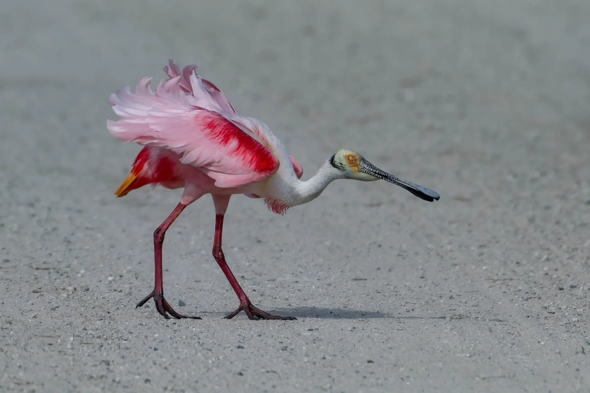 Roseate Spoonbills — photograph 6