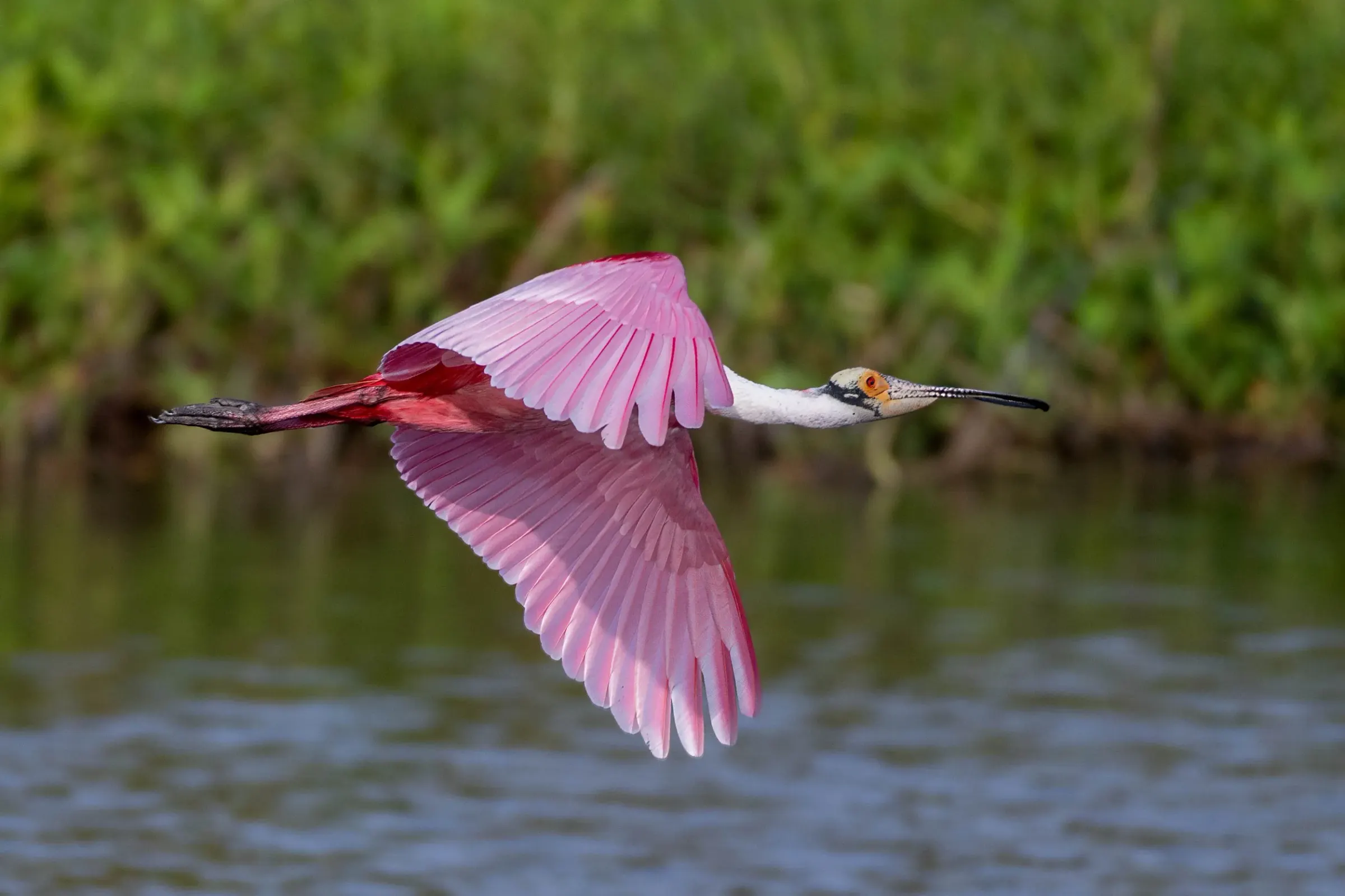 Roseate Spoonbills — photograph 30