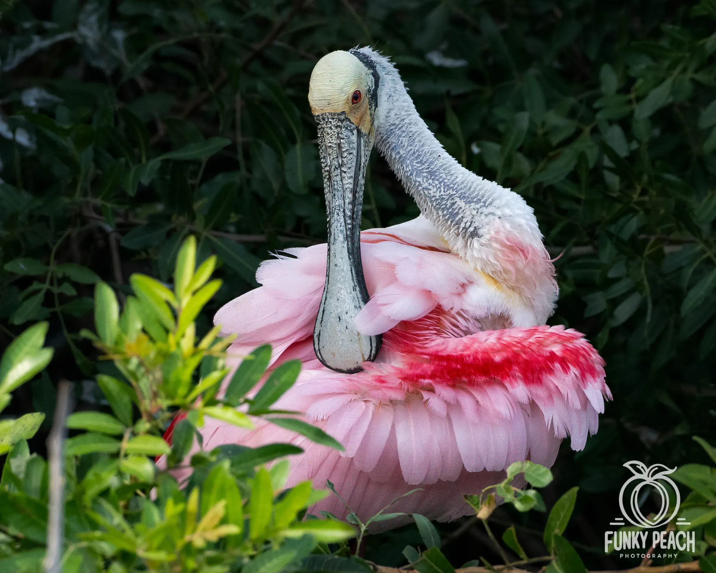 Roseate Spoonbills — photograph 47