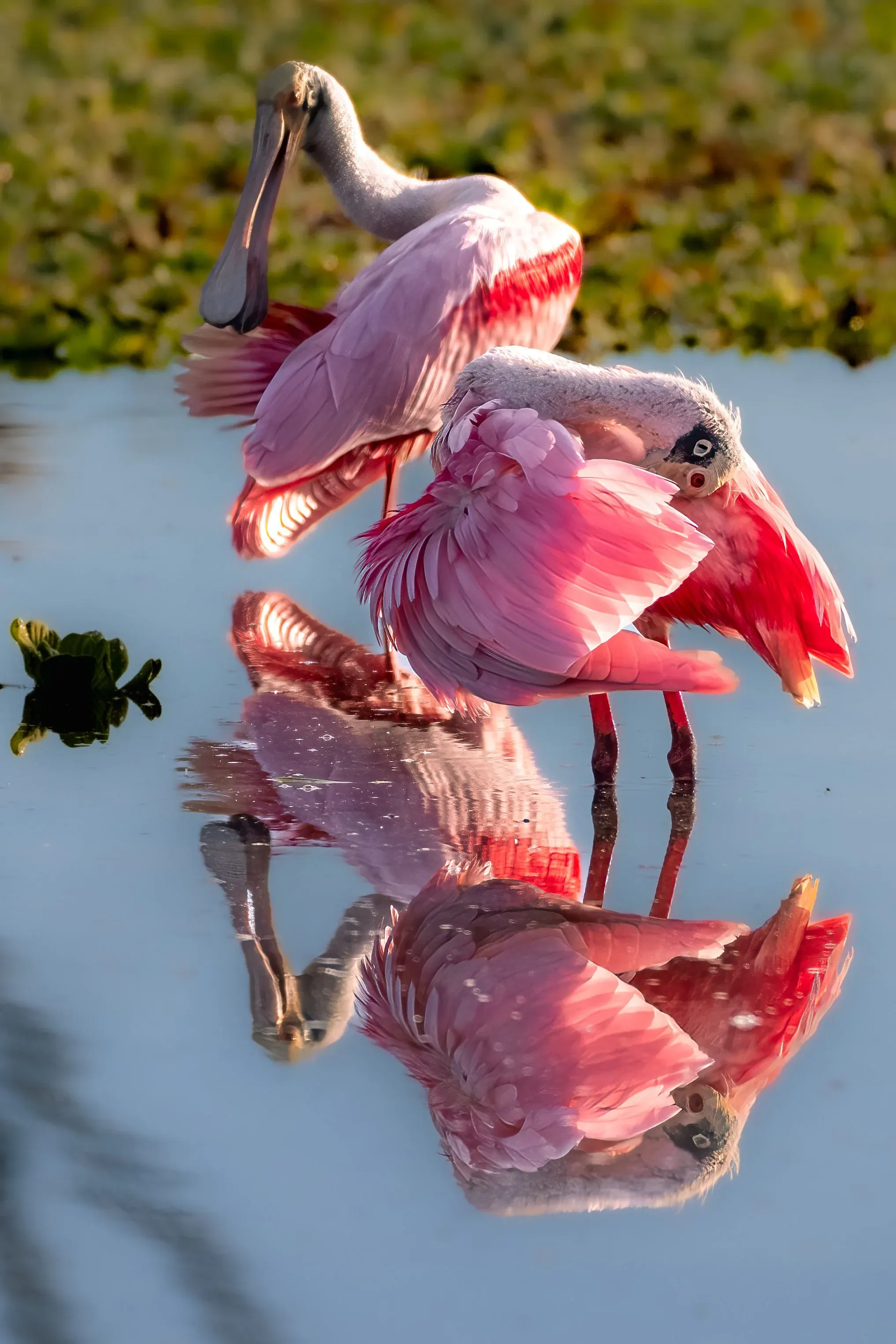 Roseate Spoonbills — photograph 18