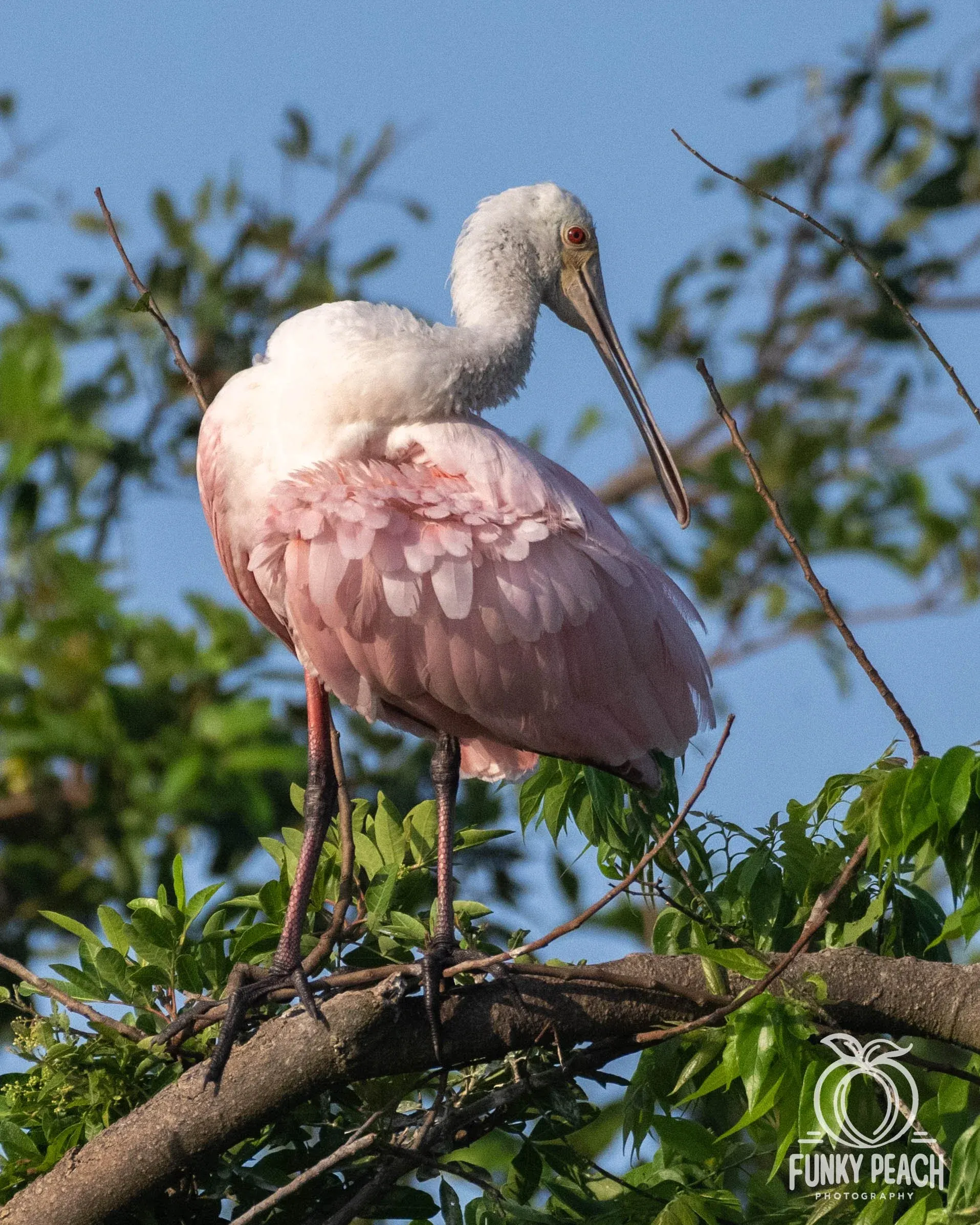 Roseate Spoonbills — photograph 45