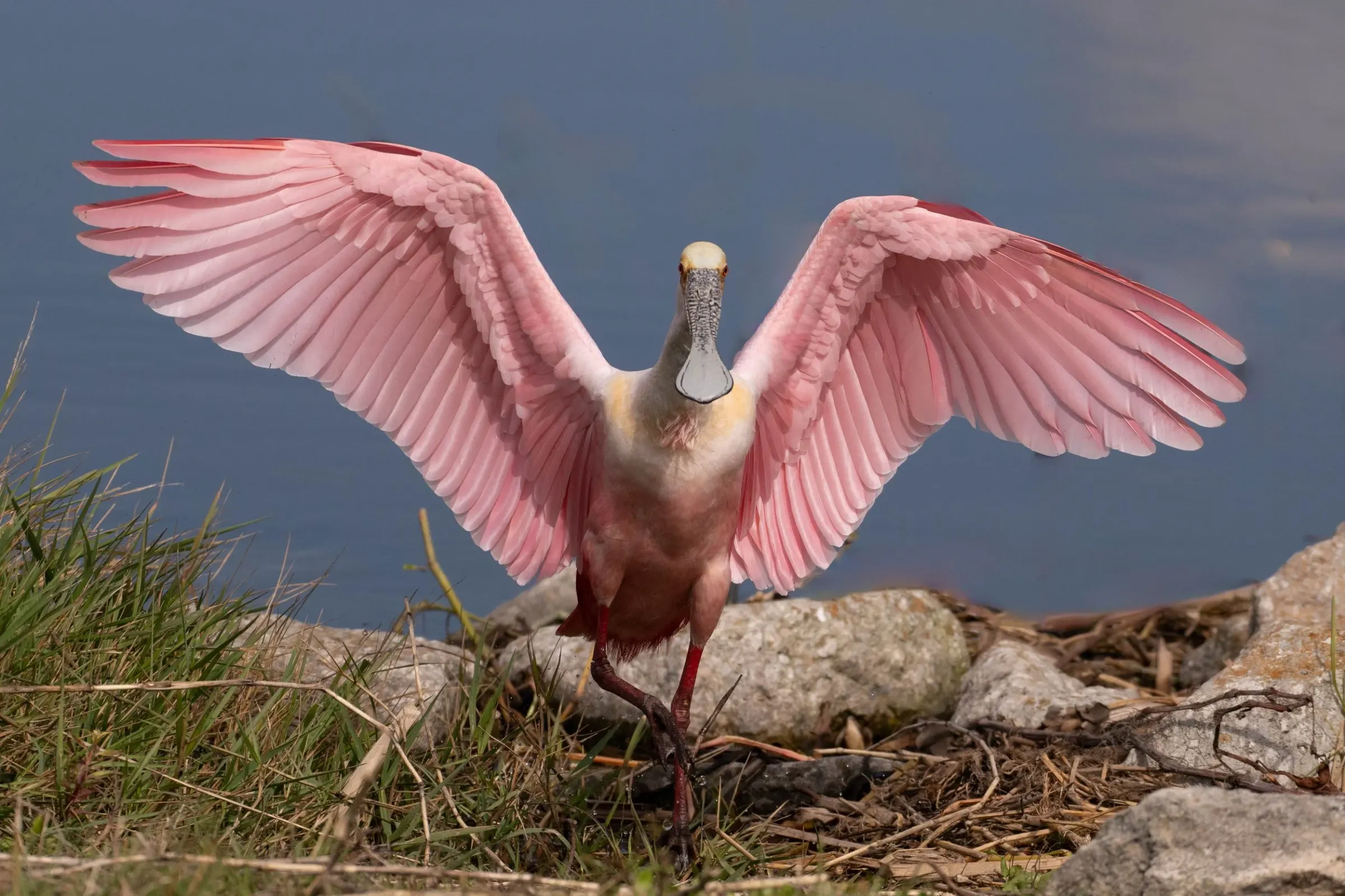 Roseate Spoonbills — photograph 9