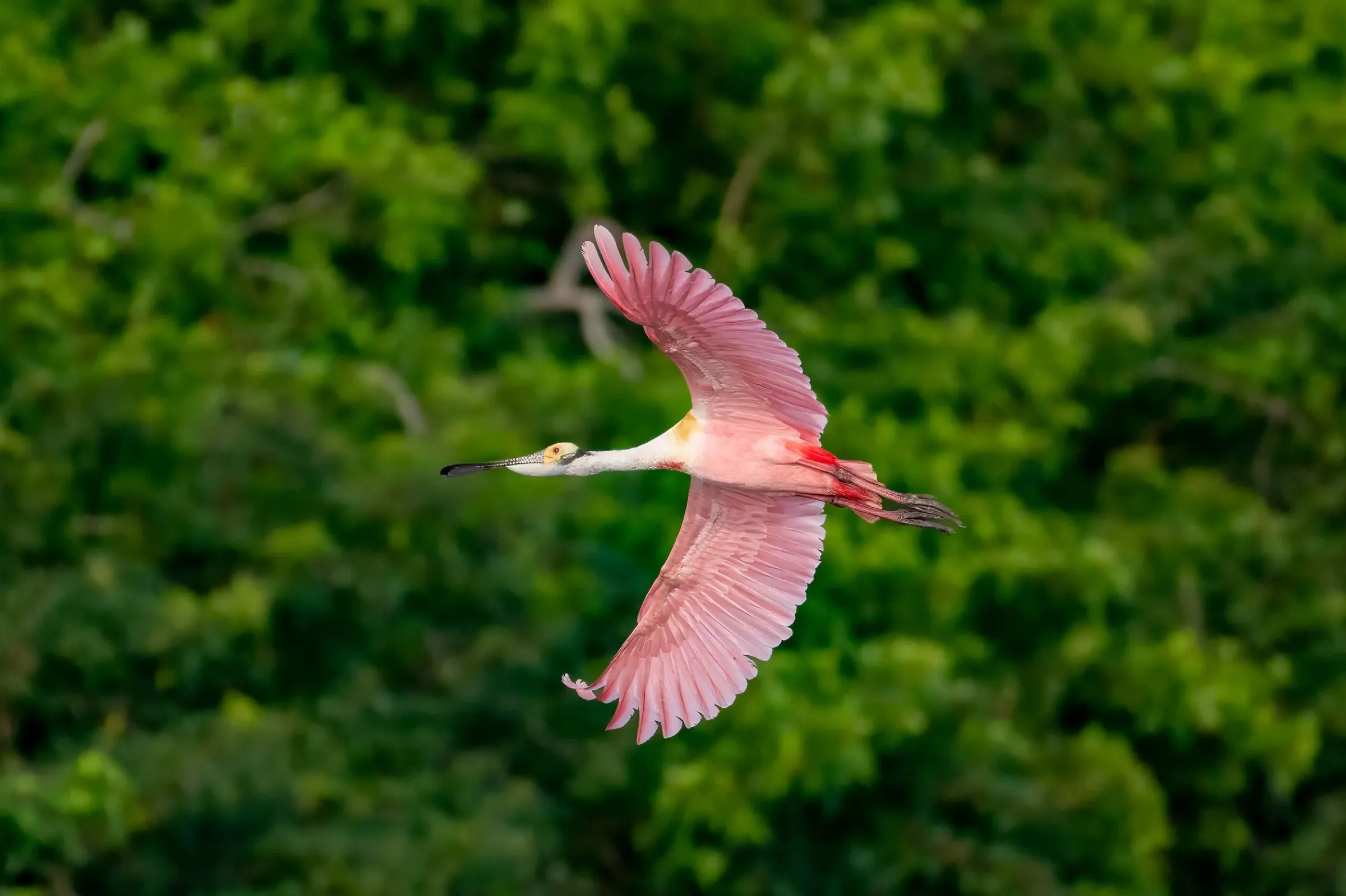 Roseate Spoonbills — photograph 36
