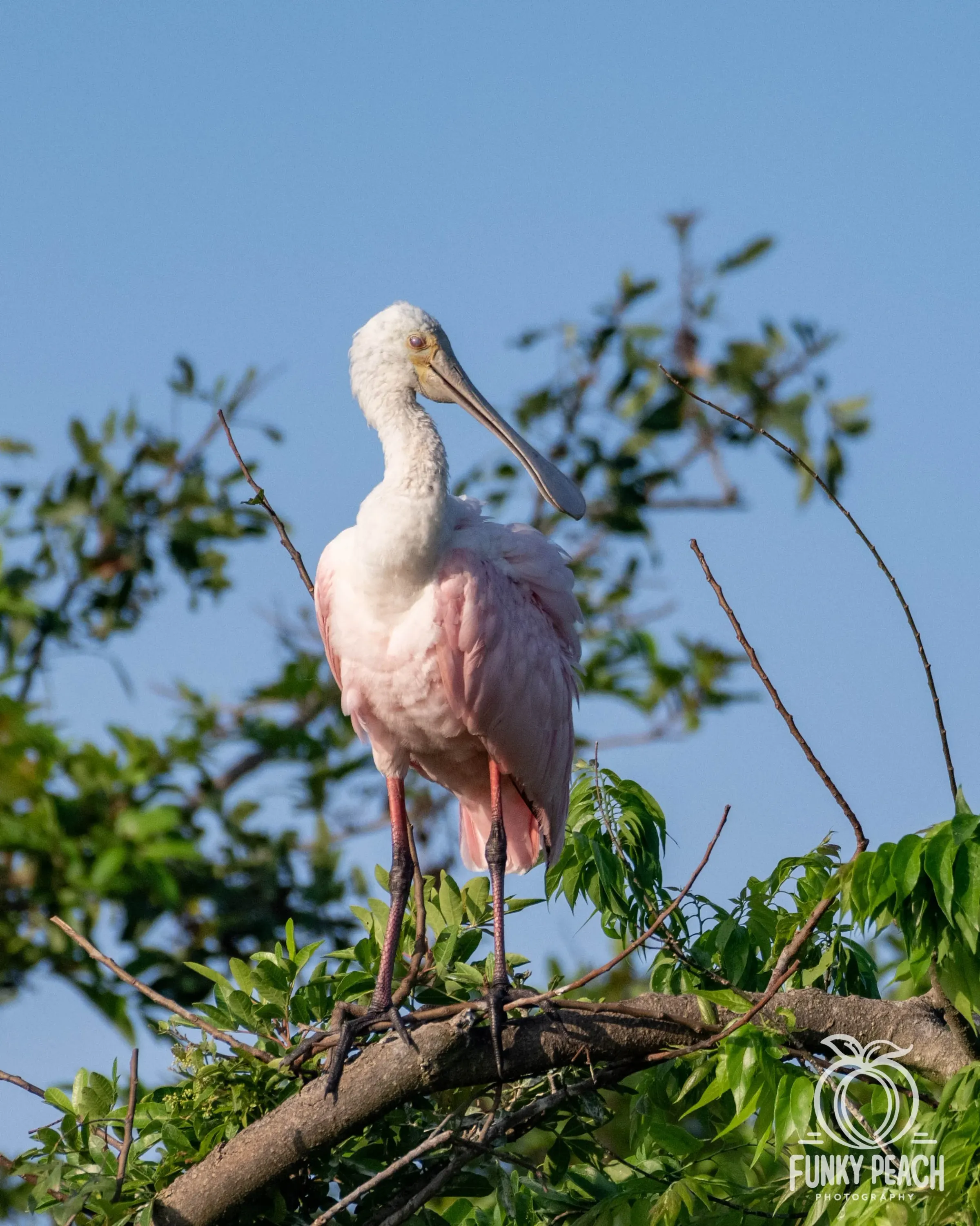 Roseate Spoonbills — photograph 44