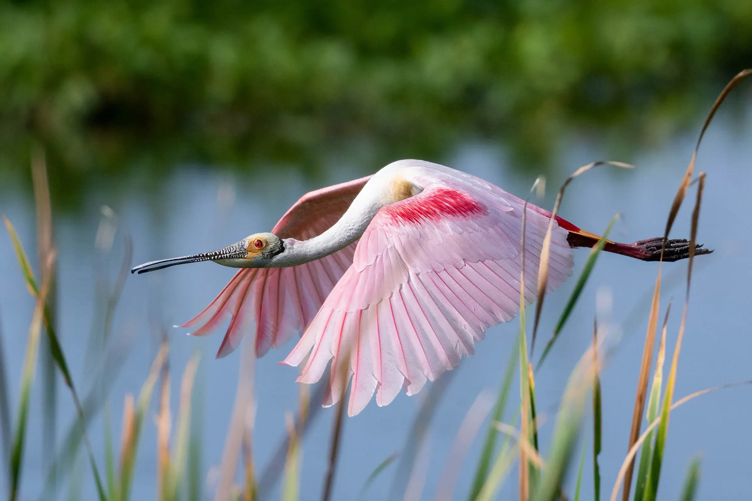 Roseate Spoonbills — album cover