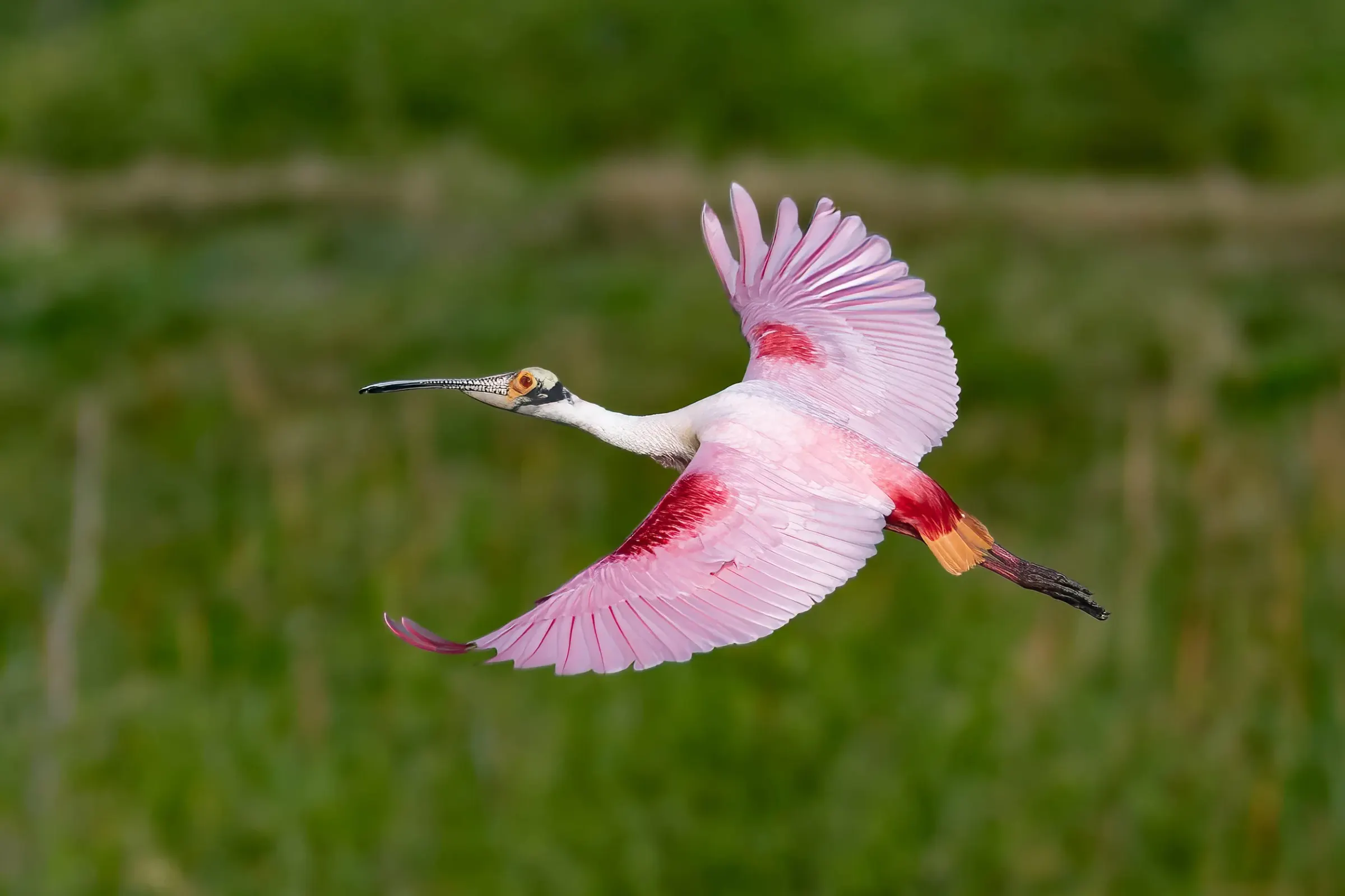 Roseate Spoonbills — photograph 2