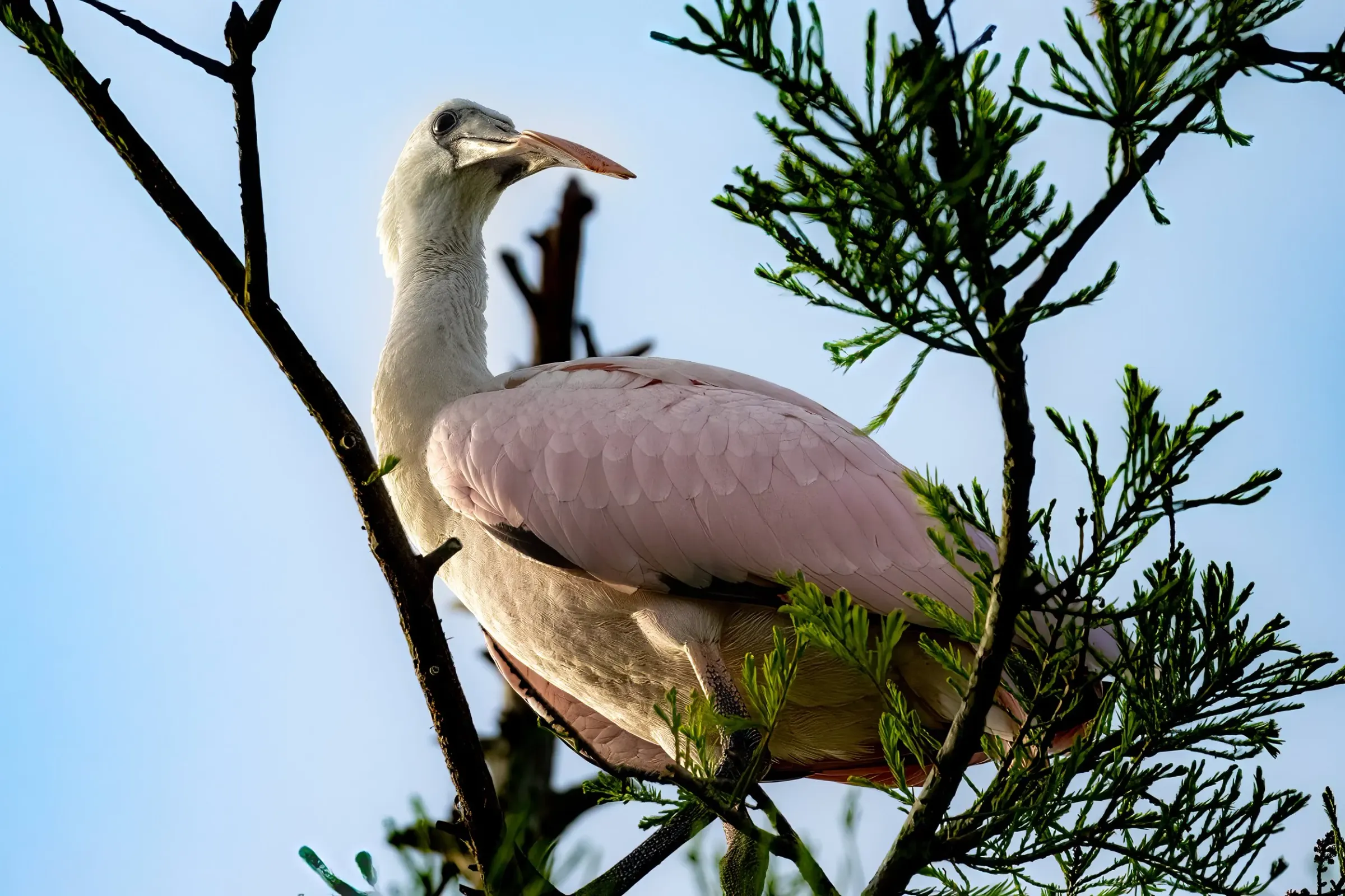 Roseate Spoonbills — photograph 27