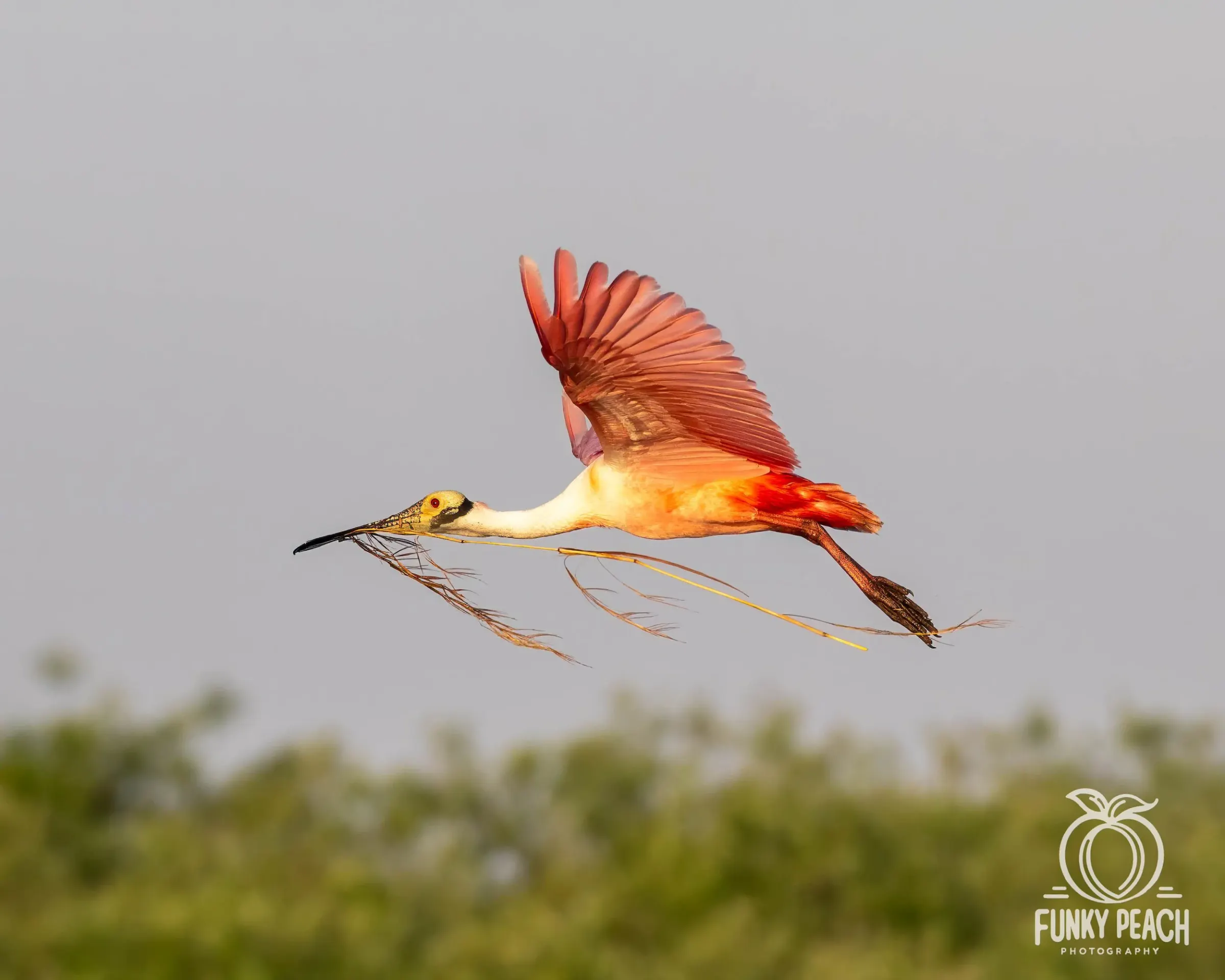 Roseate Spoonbills — photograph 39
