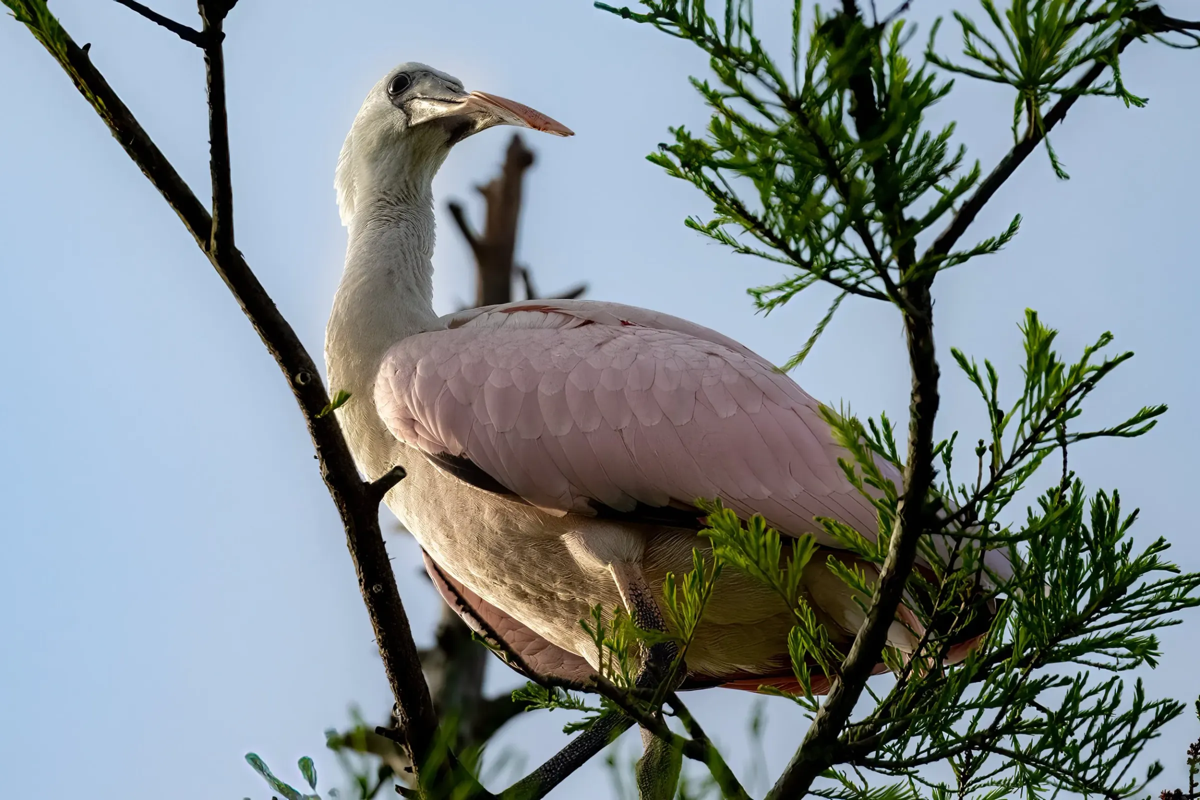 Roseate Spoonbills — photograph 26