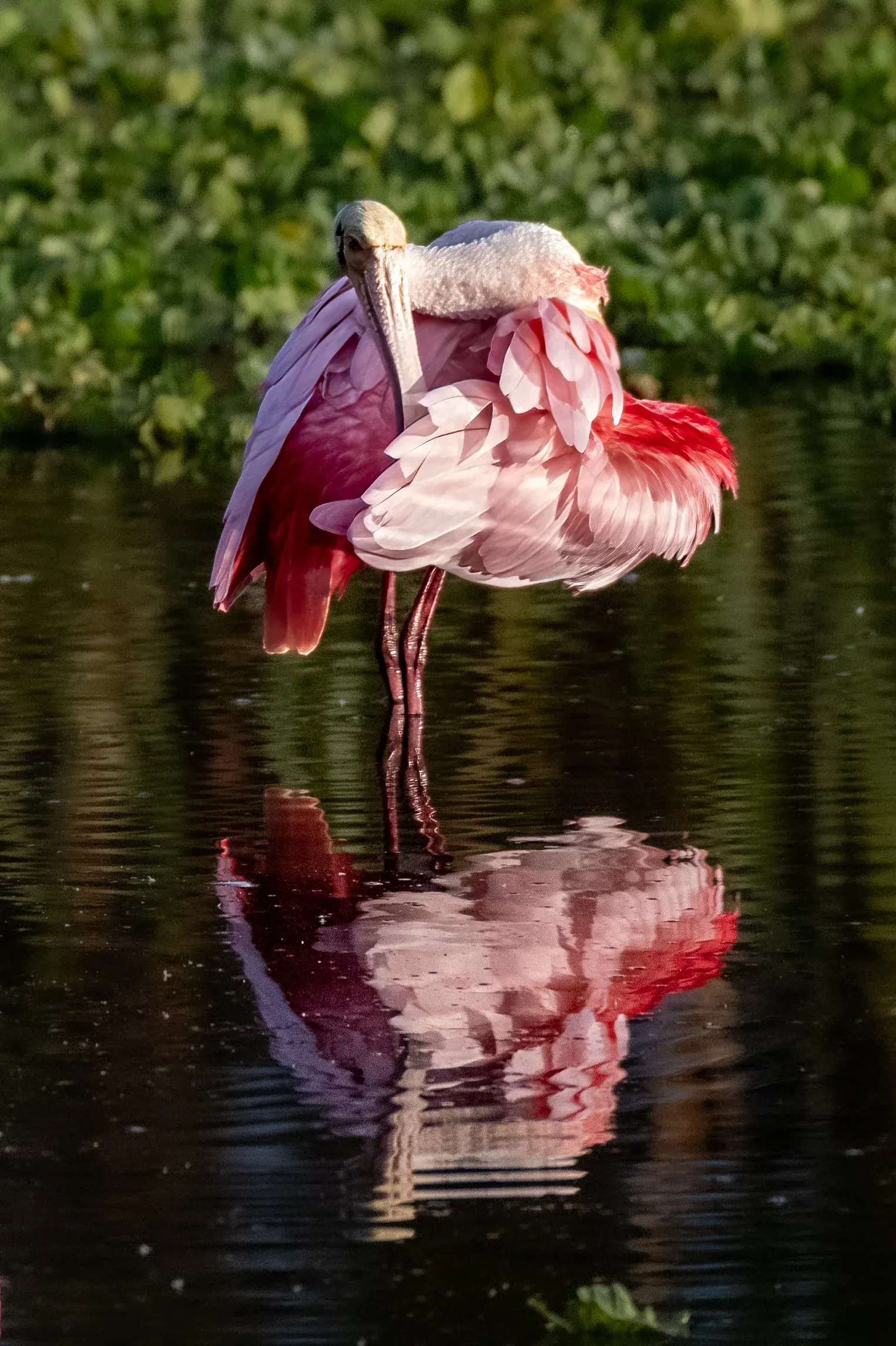 Roseate Spoonbills — photograph 21