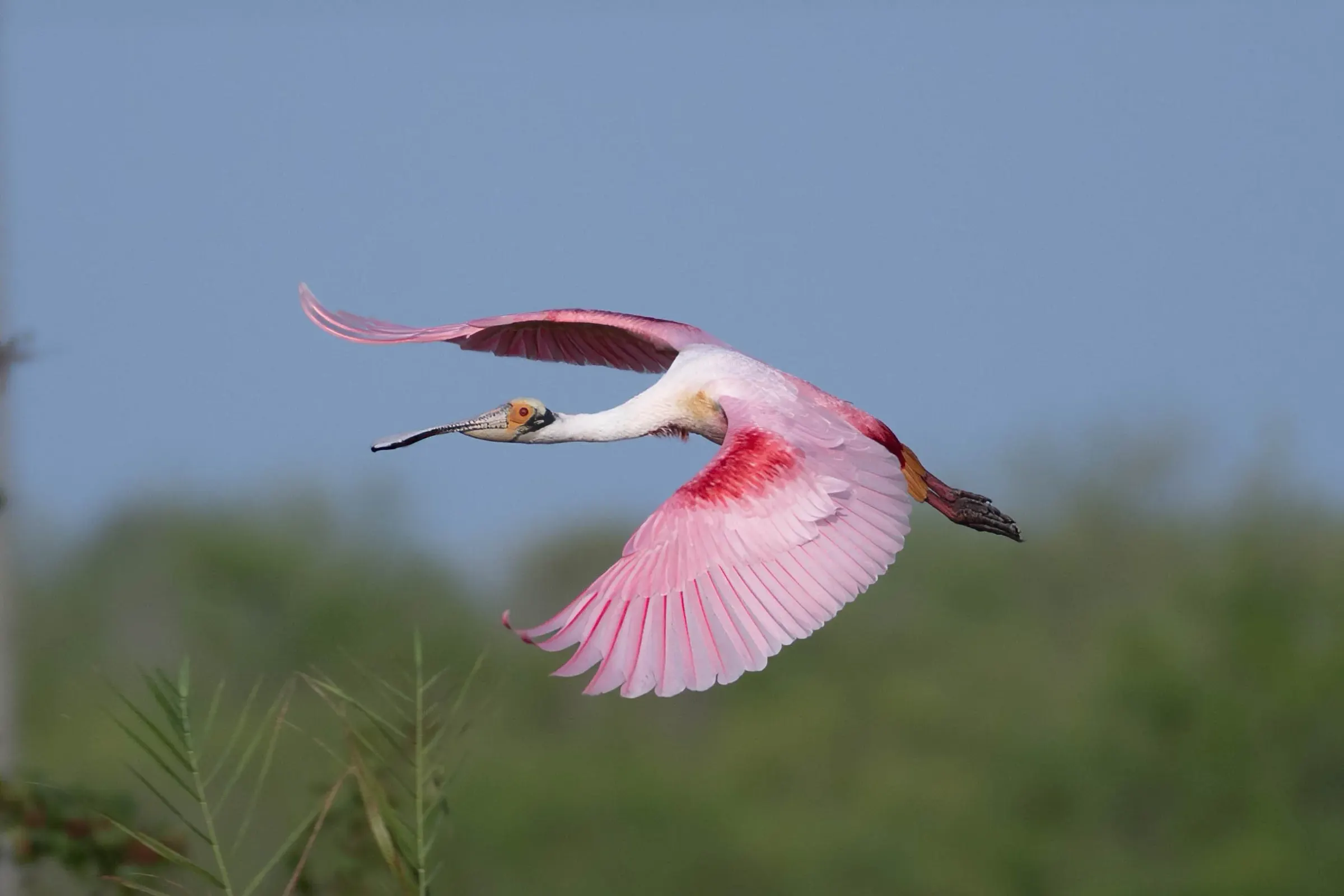 Roseate Spoonbills — photograph 33