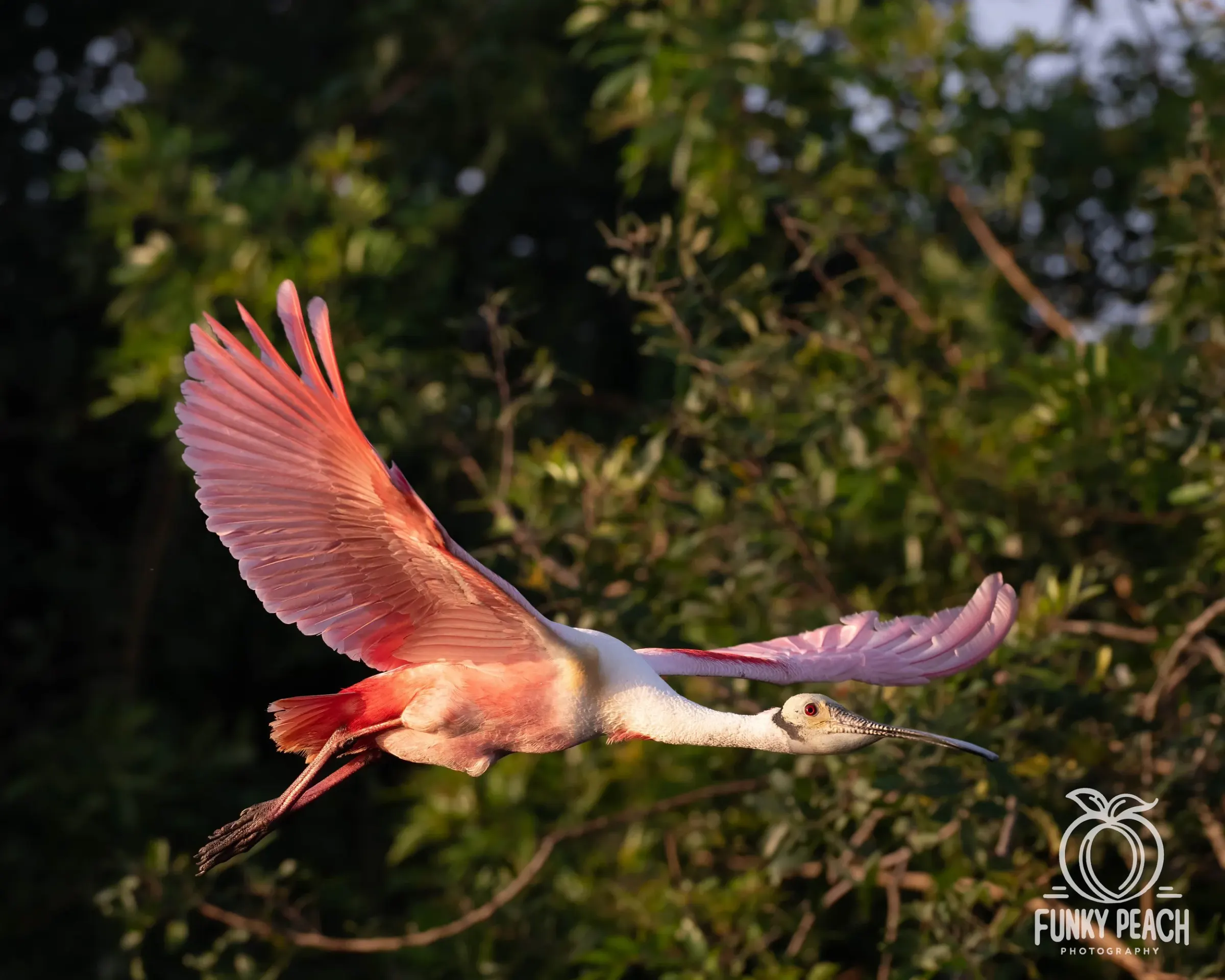 Roseate Spoonbills — photograph 40