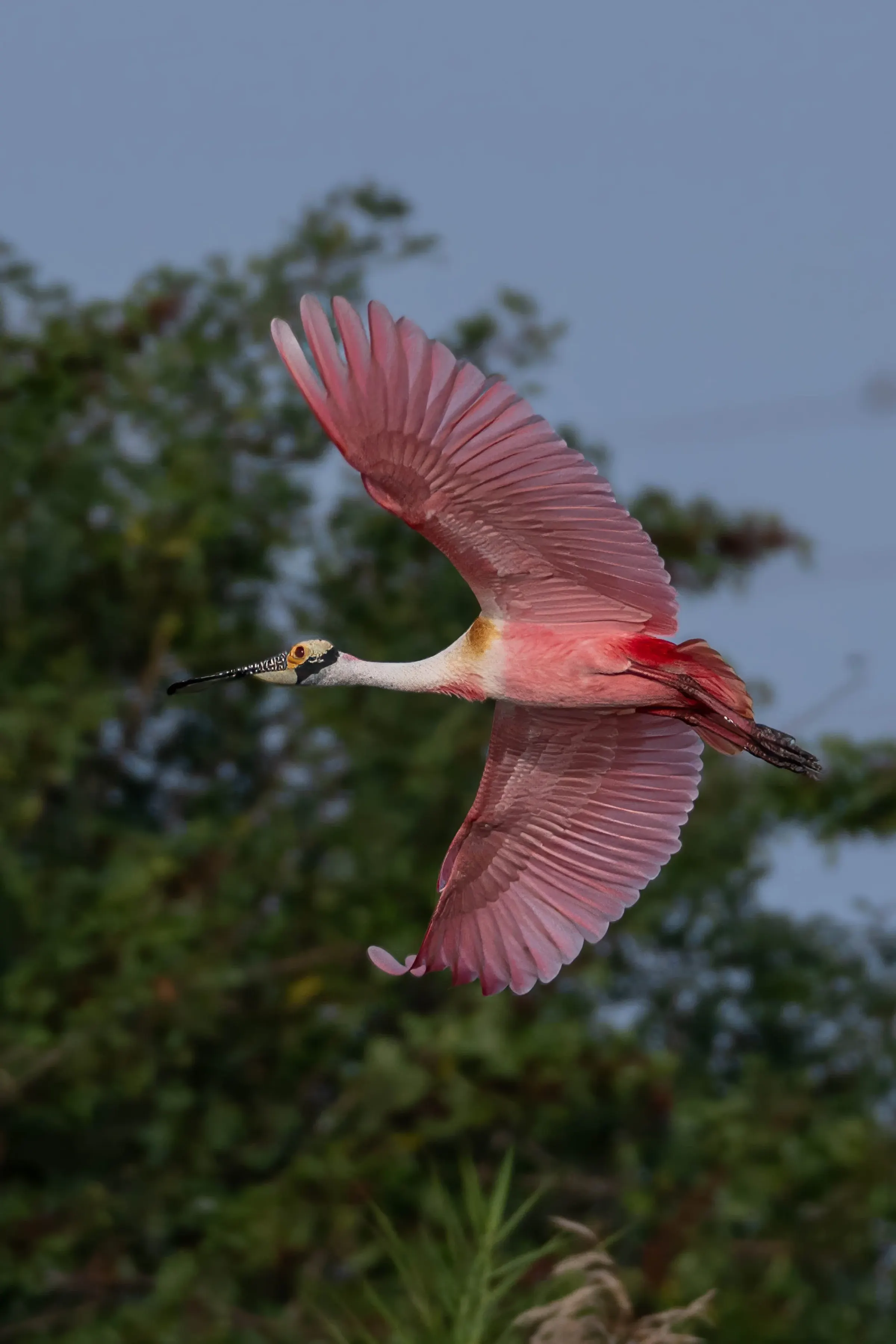 Roseate Spoonbills — photograph 28