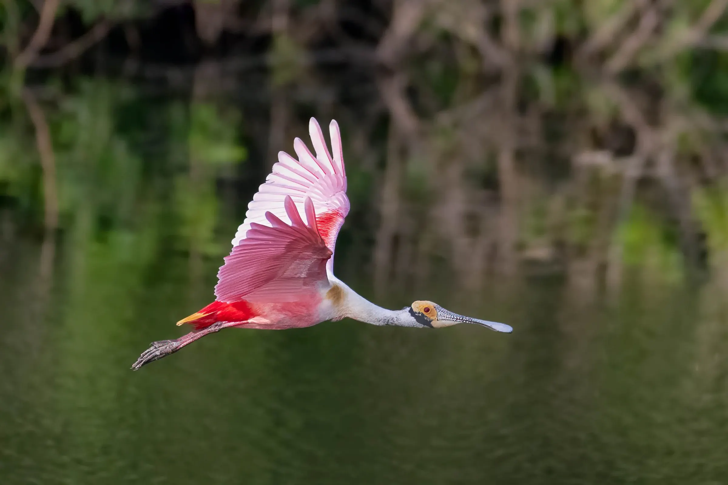 Roseate Spoonbills — photograph 5