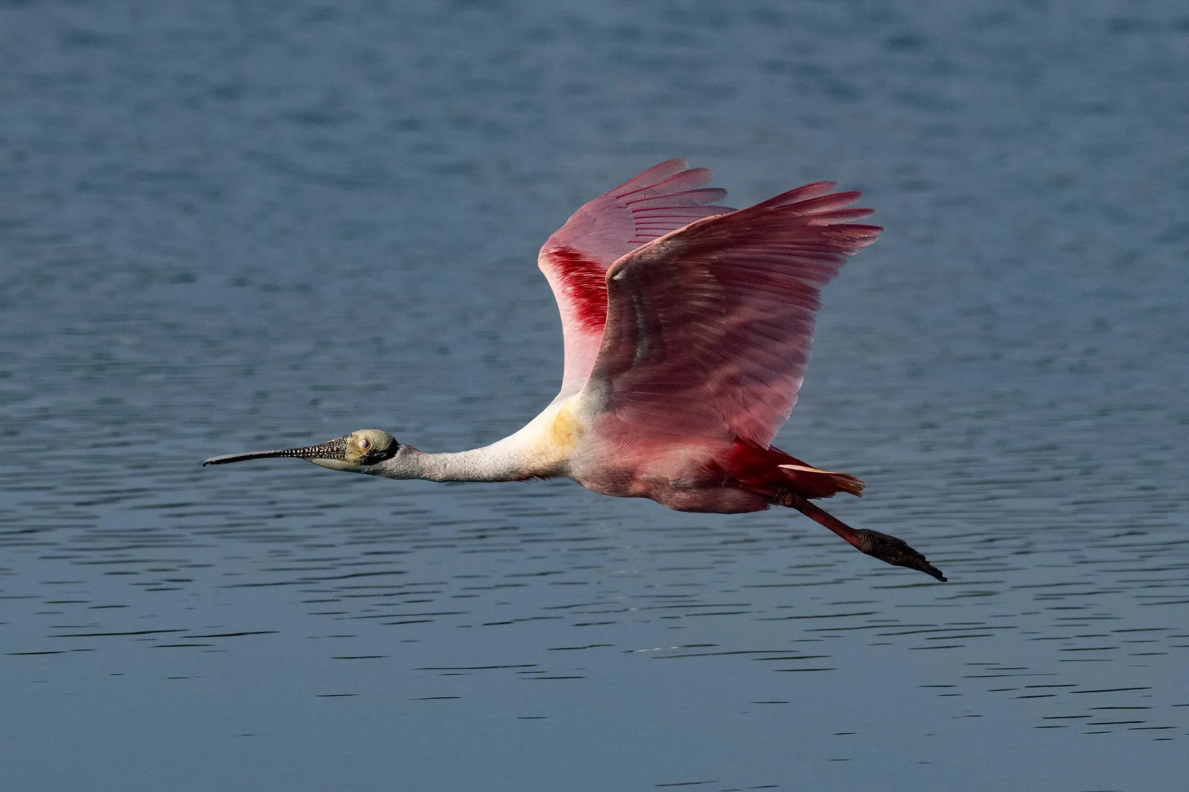 Roseate Spoonbills — photograph 34