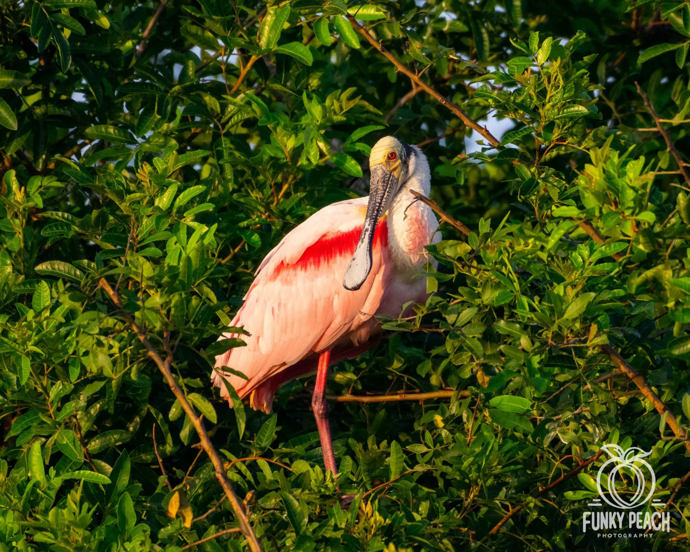 Roseate Spoonbills — photograph 37