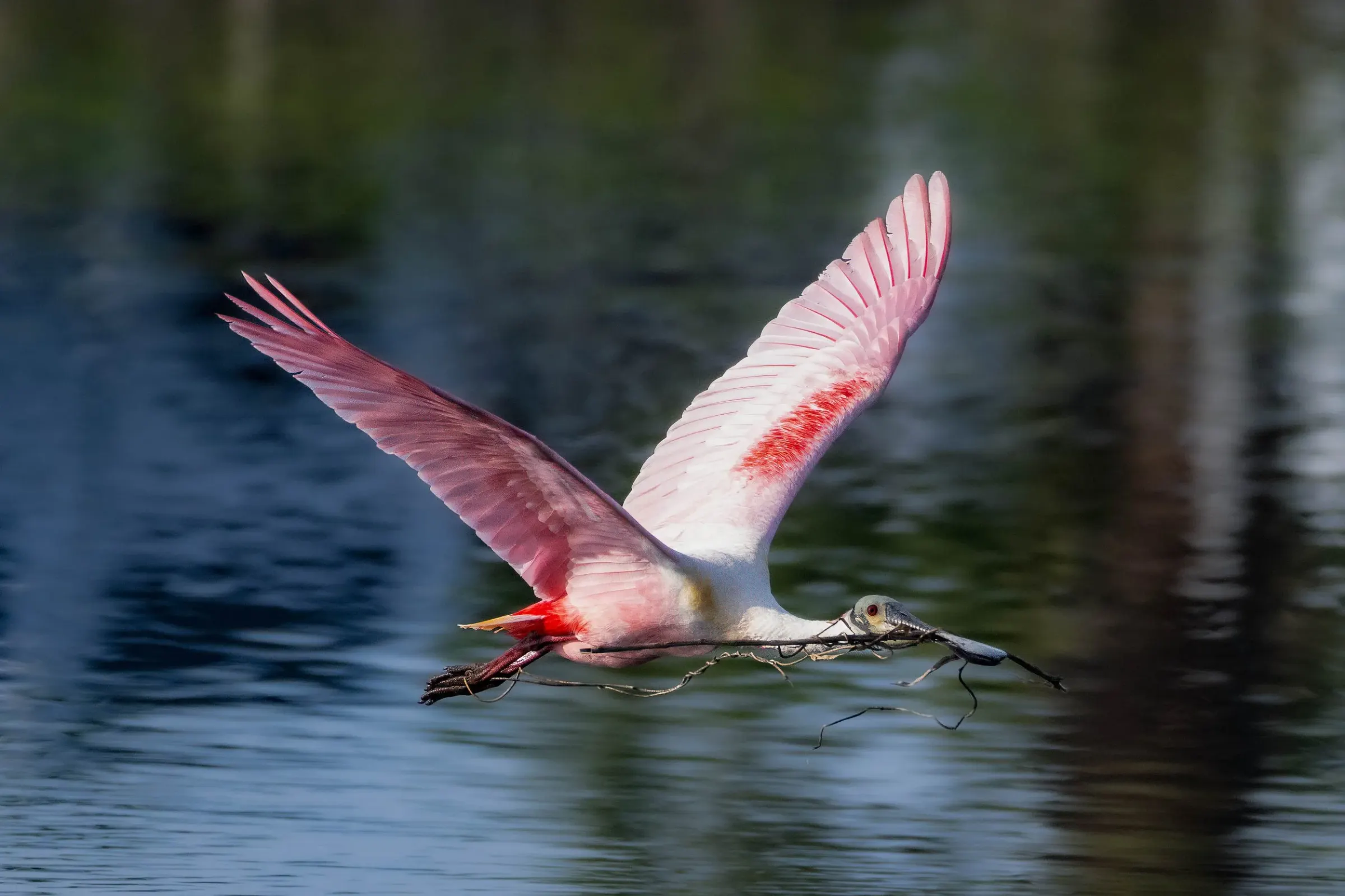 Roseate Spoonbills — photograph 35