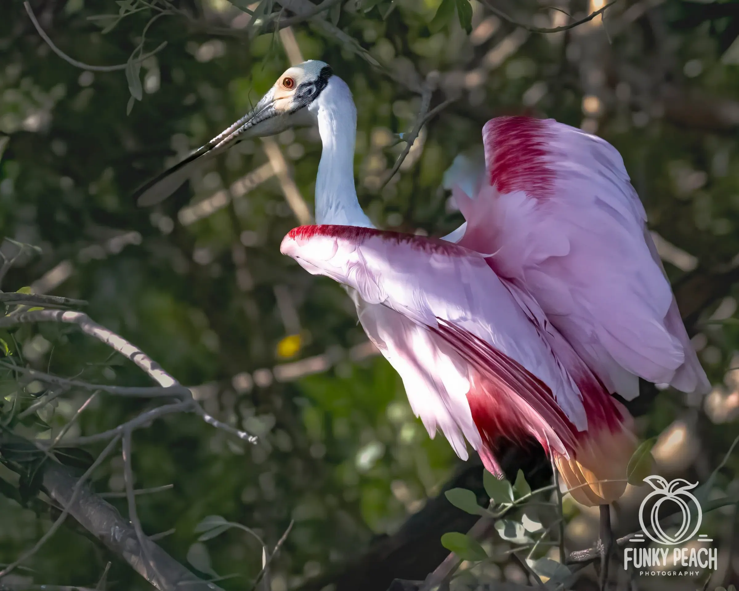 Roseate Spoonbills — photograph 51