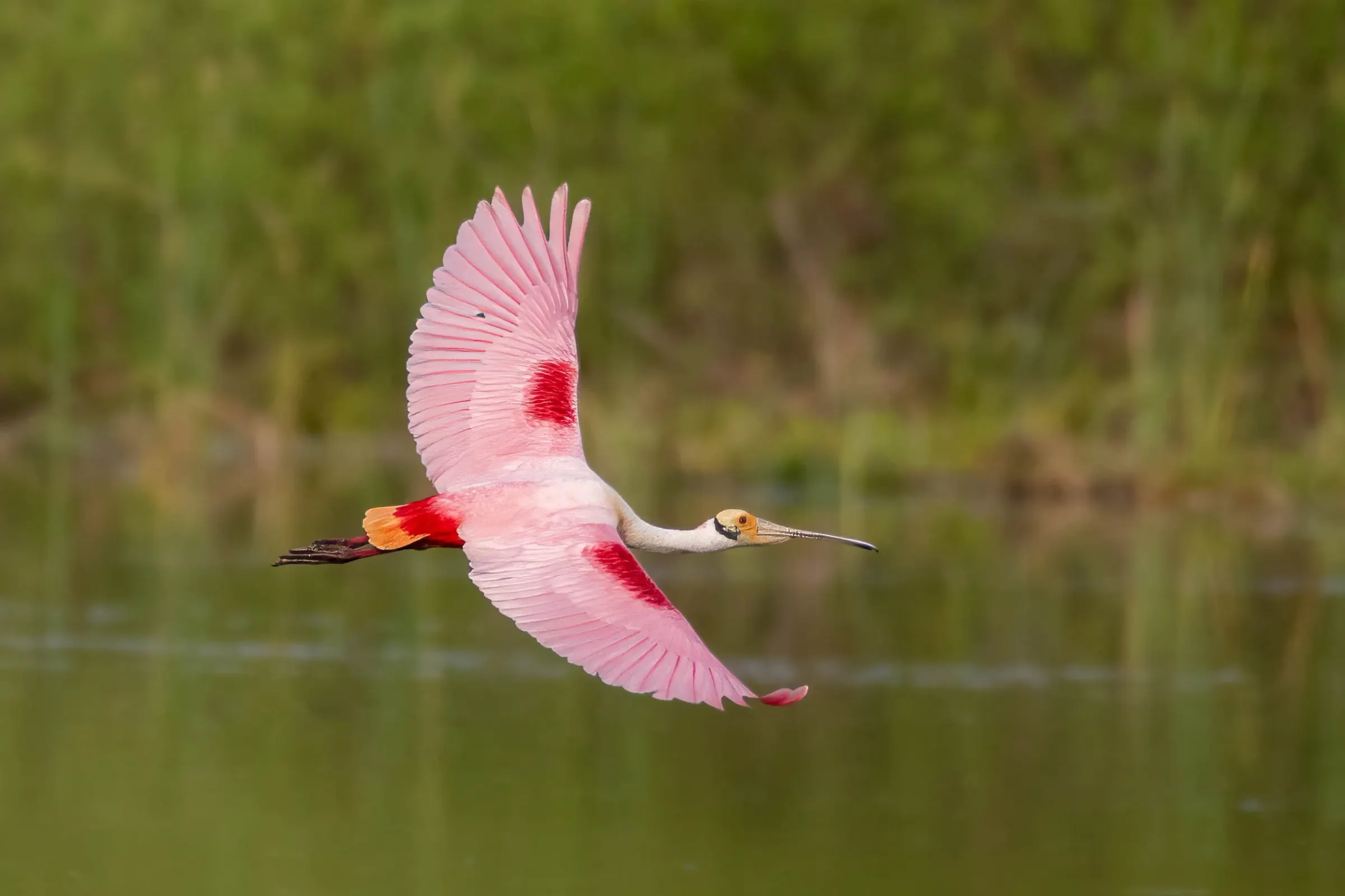 Roseate Spoonbills — photograph 13