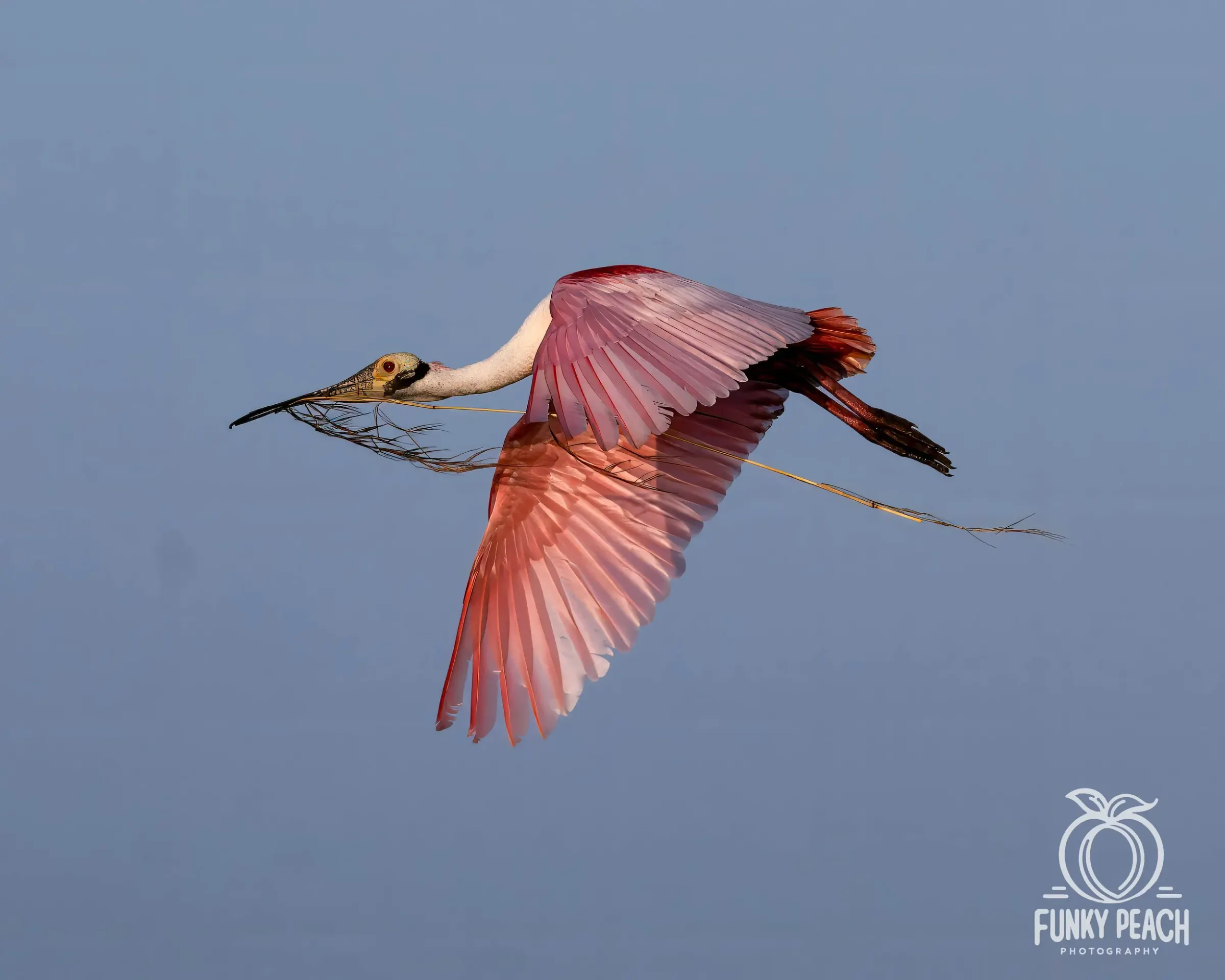 Roseate Spoonbills — photograph 38