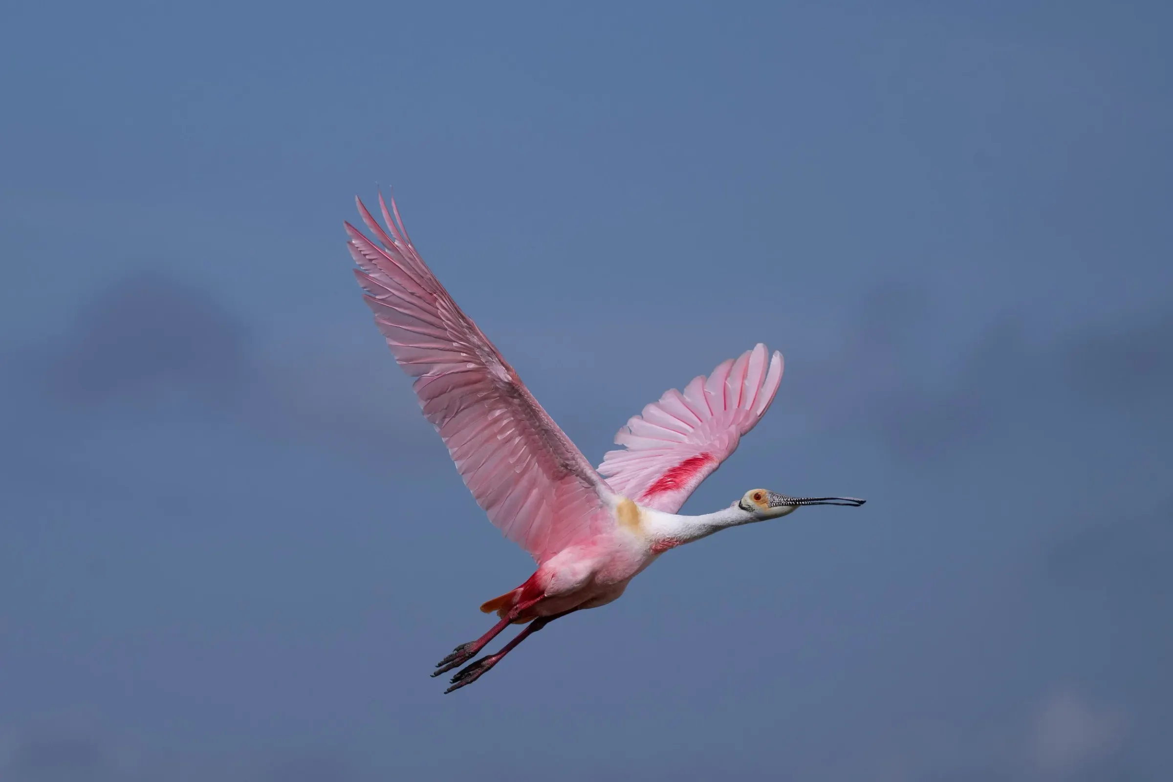Roseate Spoonbills — photograph 7