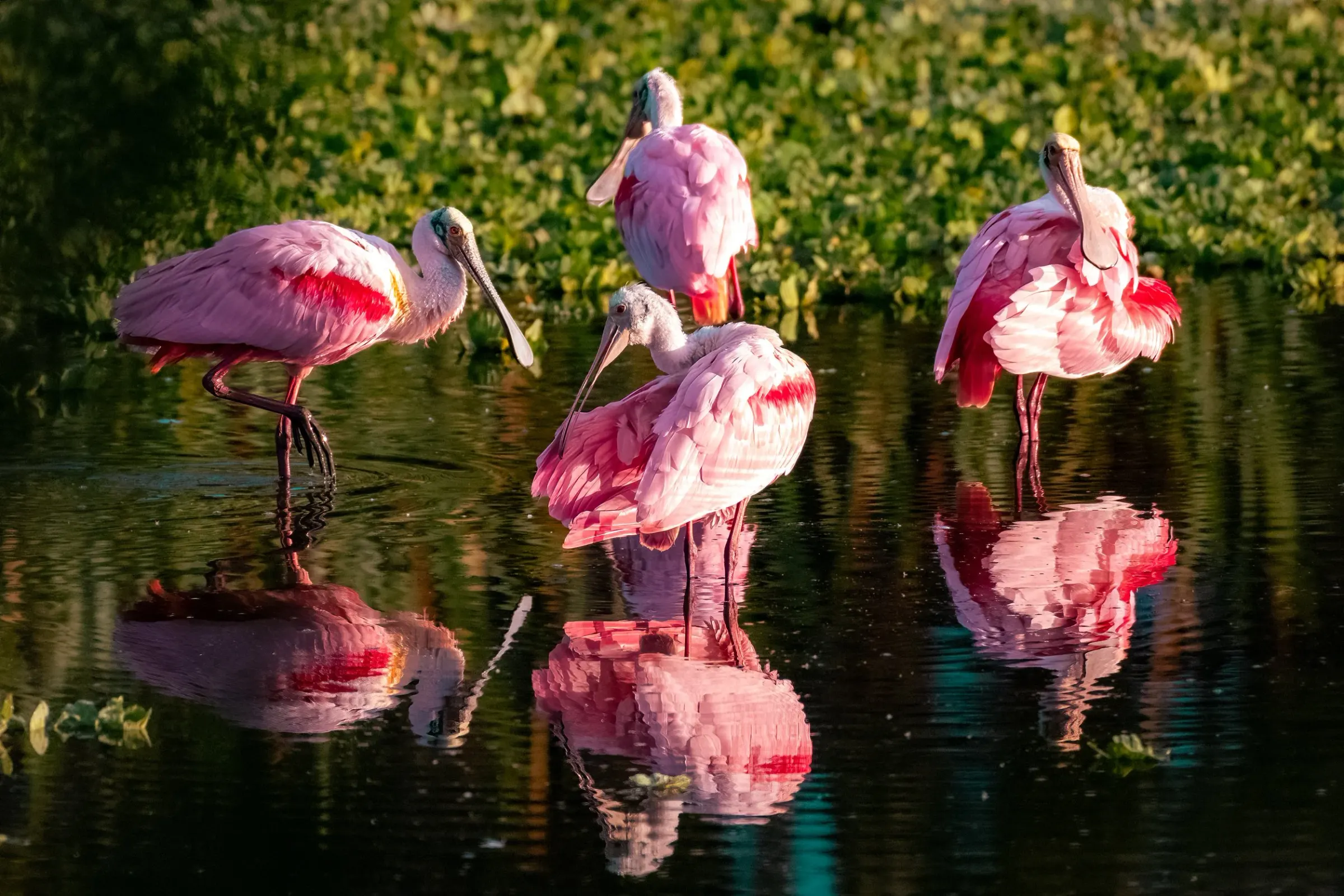 Roseate Spoonbills — photograph 15