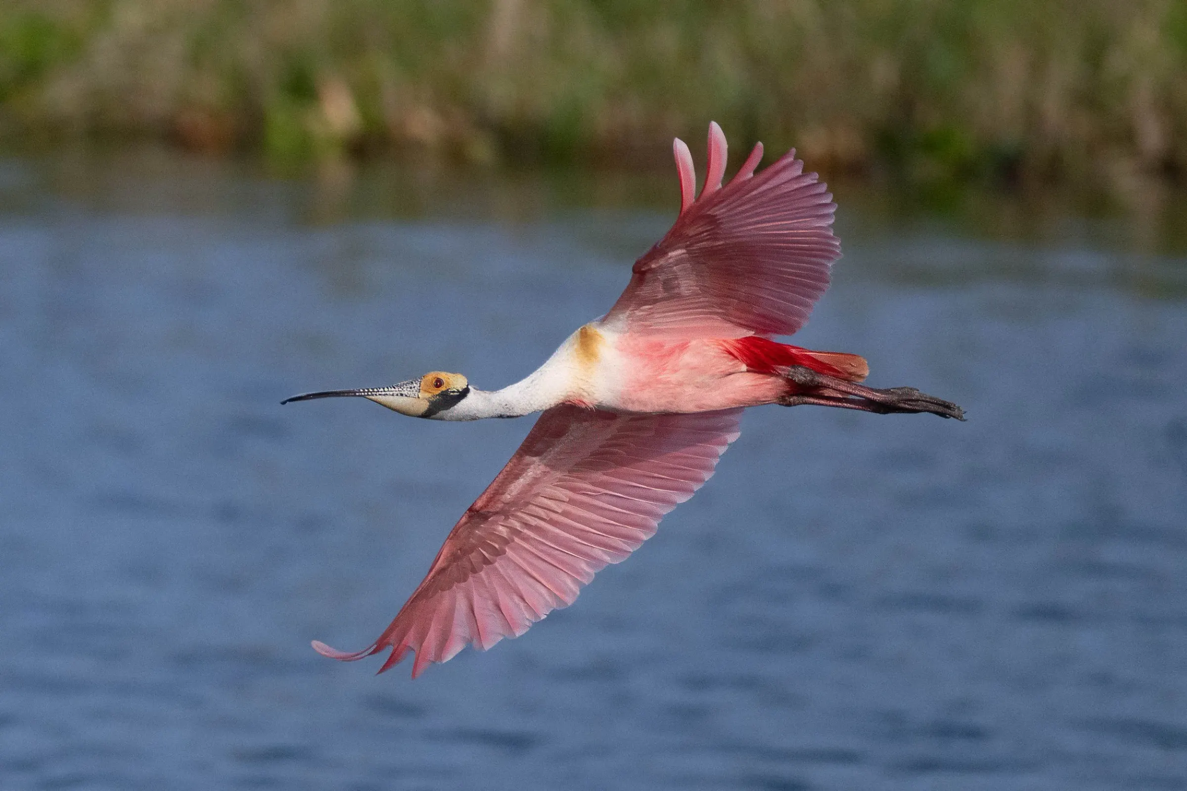 Roseate Spoonbills — photograph 4