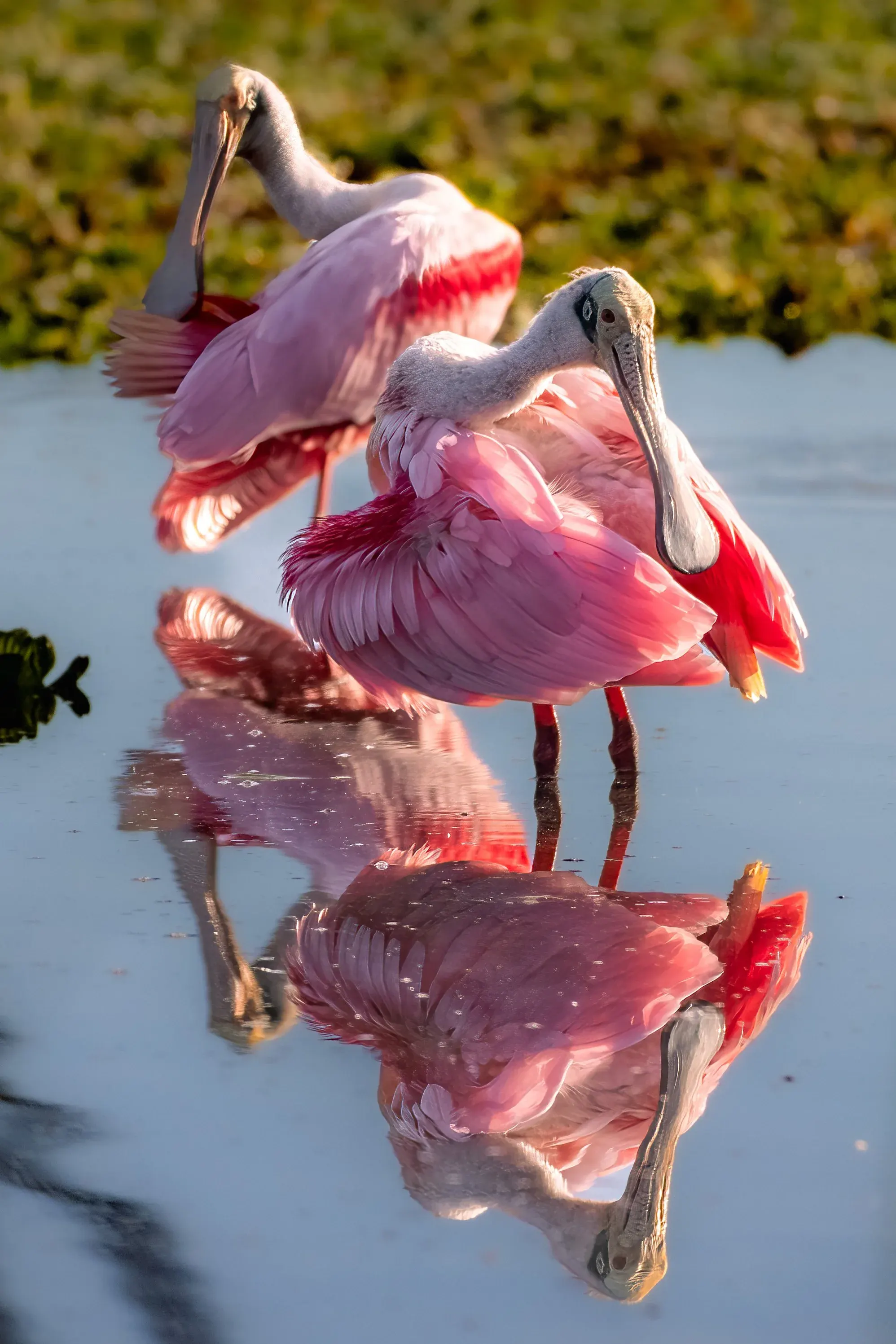 Roseate Spoonbills — photograph 17